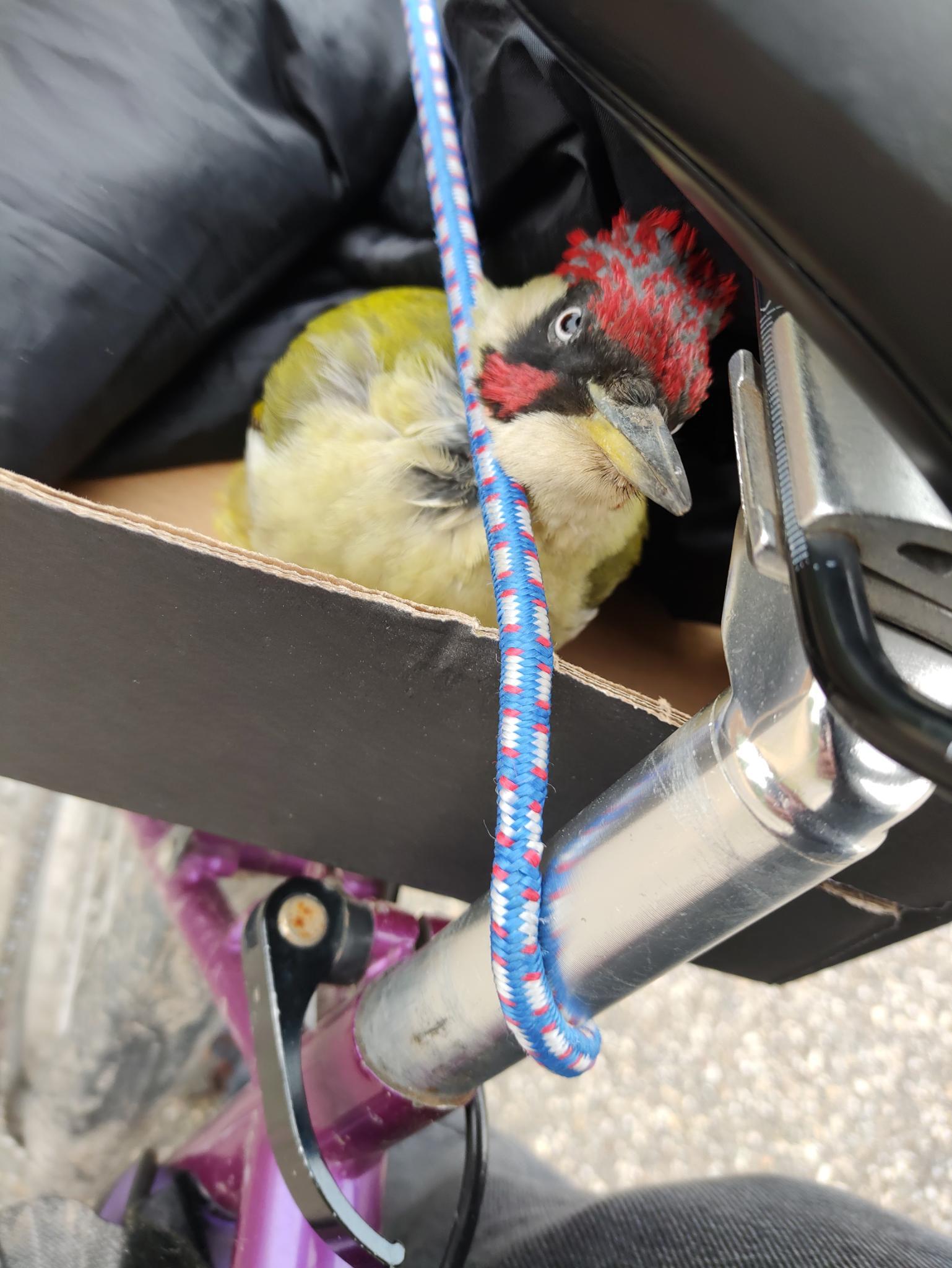 same bird, but eyes open, looking into camera.