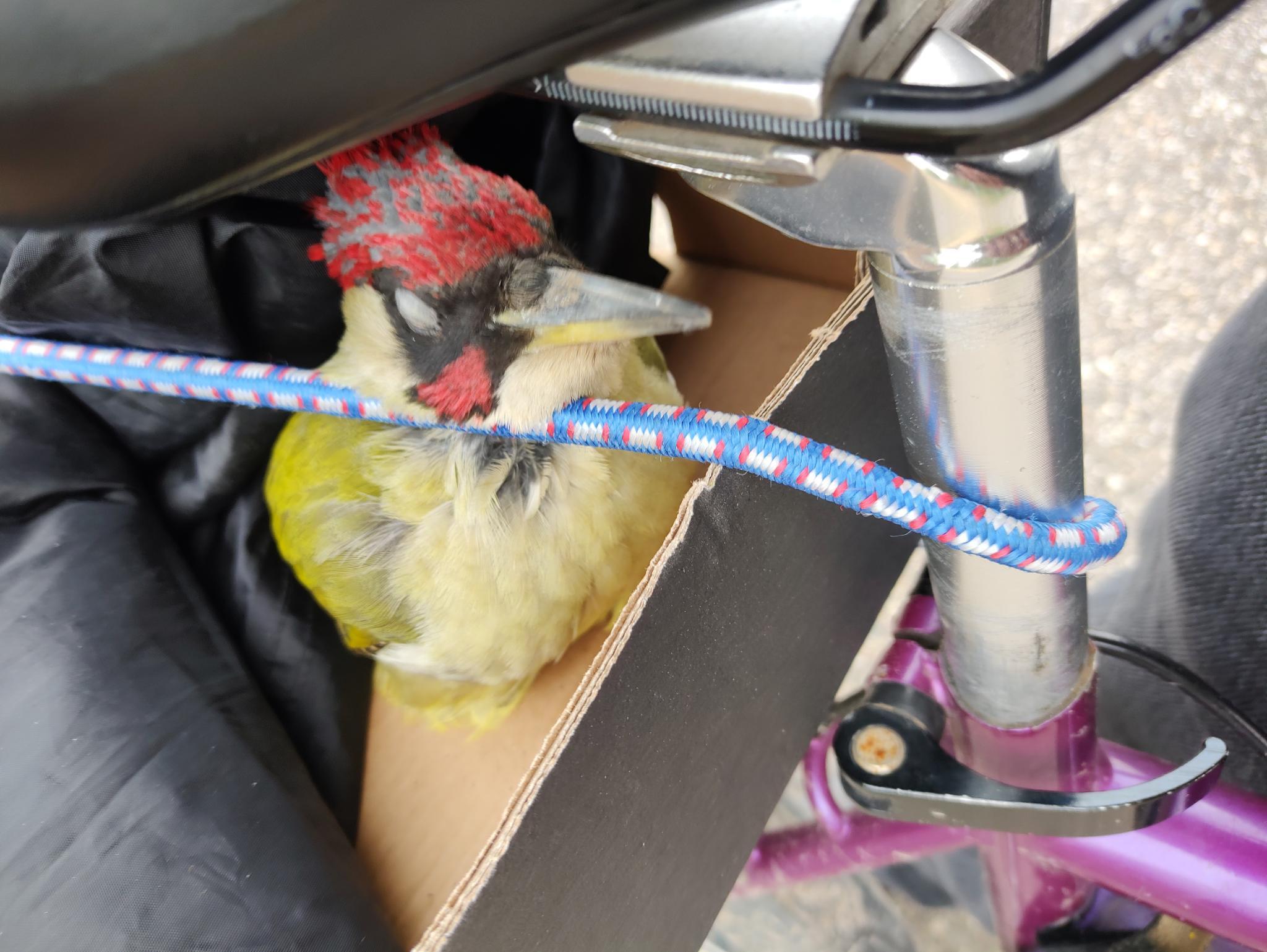 Green Woodpecker, half open eyes, sitting in cardboard box on bike rack, slightly confused