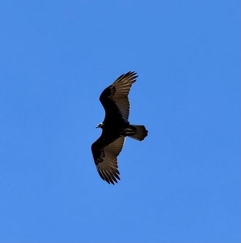 Turkey vulture