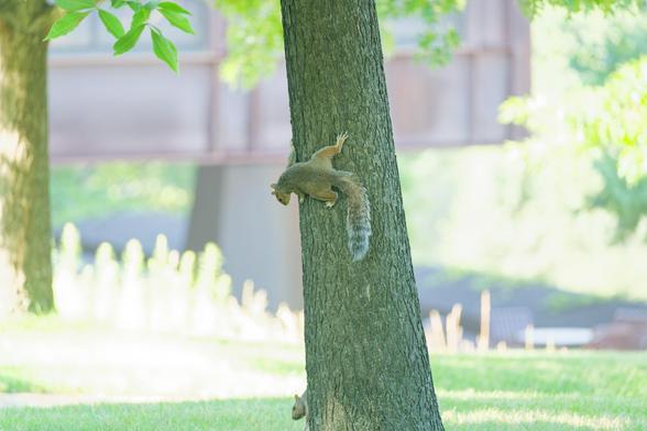 Squirrel on on our side of a silightly tilted tree looking down near the exact center, you can see just the head of another squirrel much further down; behind is a geometric rust-covered metal building totally blown our green vegetation as well as a few closer darker leaves