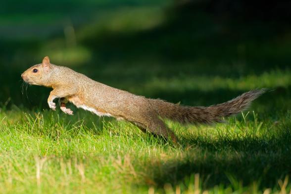 Stretched on long body of squirrel leaping through air on an unevenly lit lawn