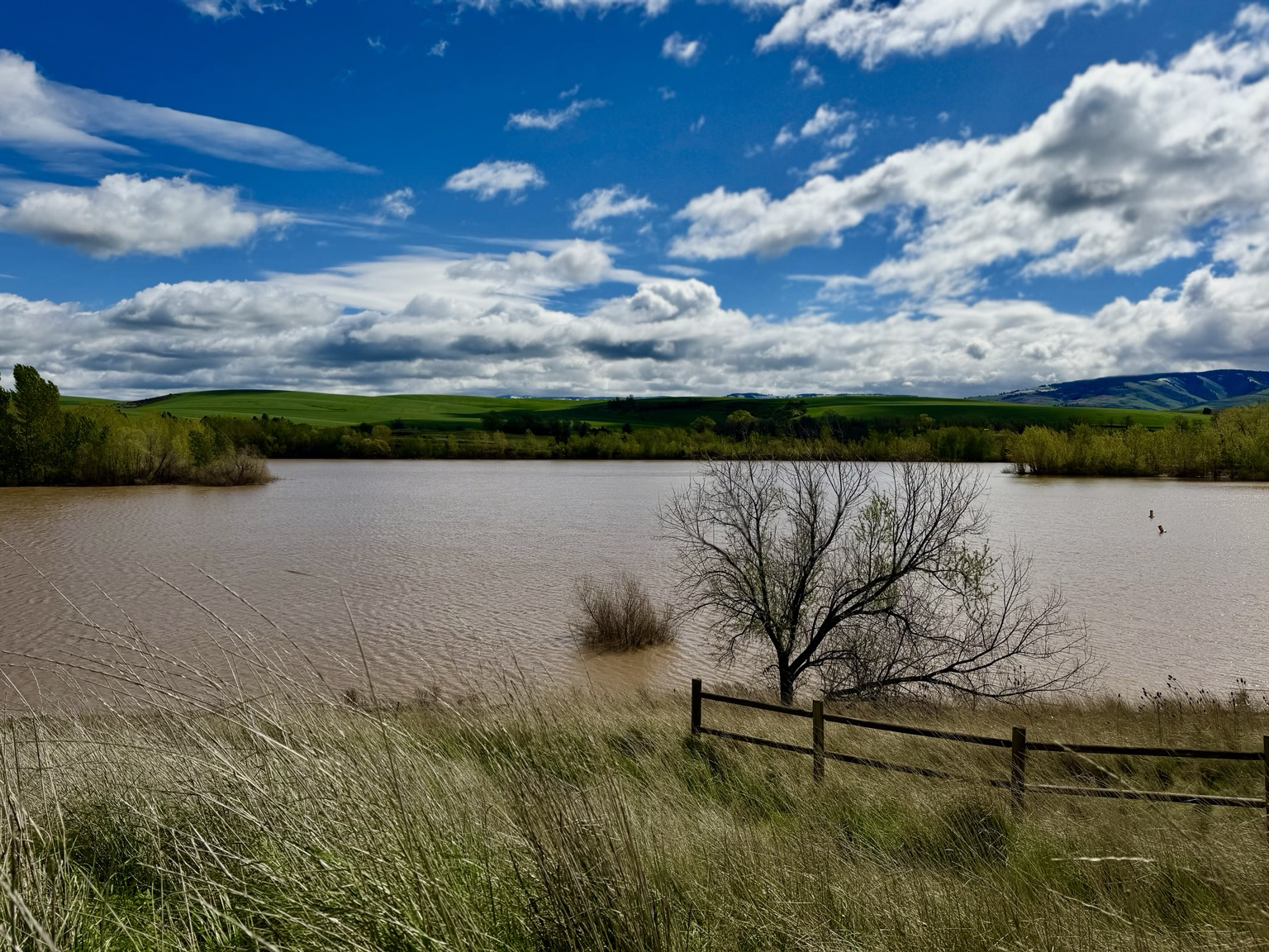 View of a muddy lake against the backdrop of a blue sky, sparse clouds and green valley. A single bare brand tree in right to middle of the frame with a part fence