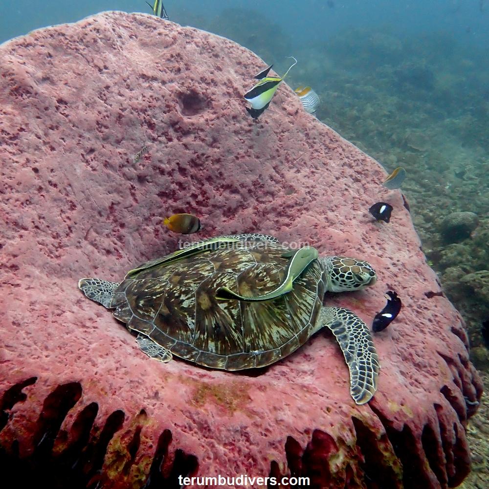 a juvenile turtle rests on a huge sponge dive lombok gili indonesia