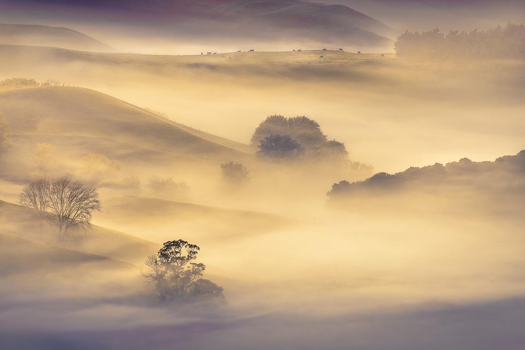 Layers of golden morning mist blanket the Tukituki Valley as seen from Te Mata Peak, with scattered trees emerging as silhouettes through the fog and cattle visible on a distant ridge, Hawke's Bay, New Zealand.