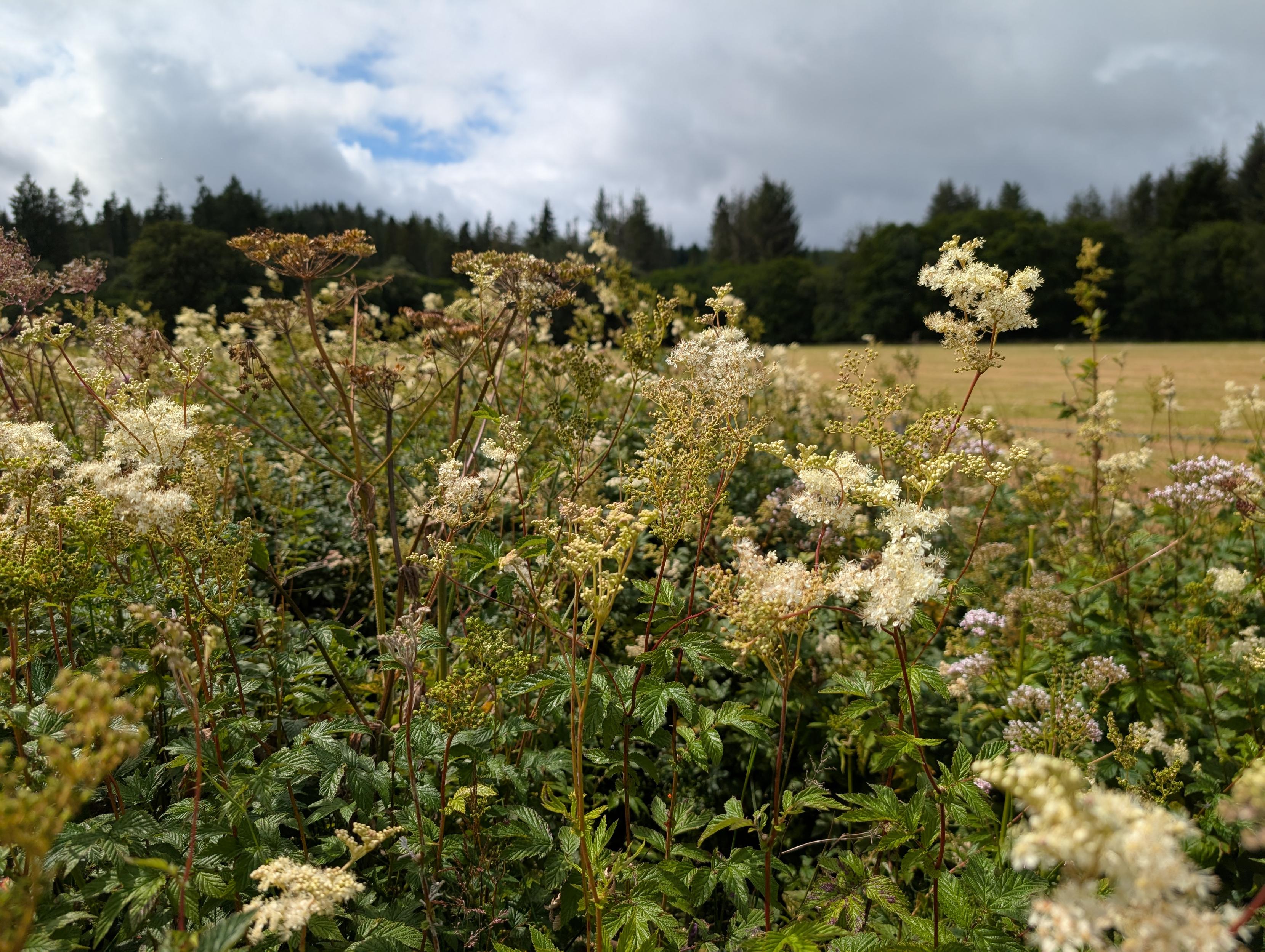 Wild flowers in the foreground, a field cut for silage in the middle ground and a line of trees in the background
