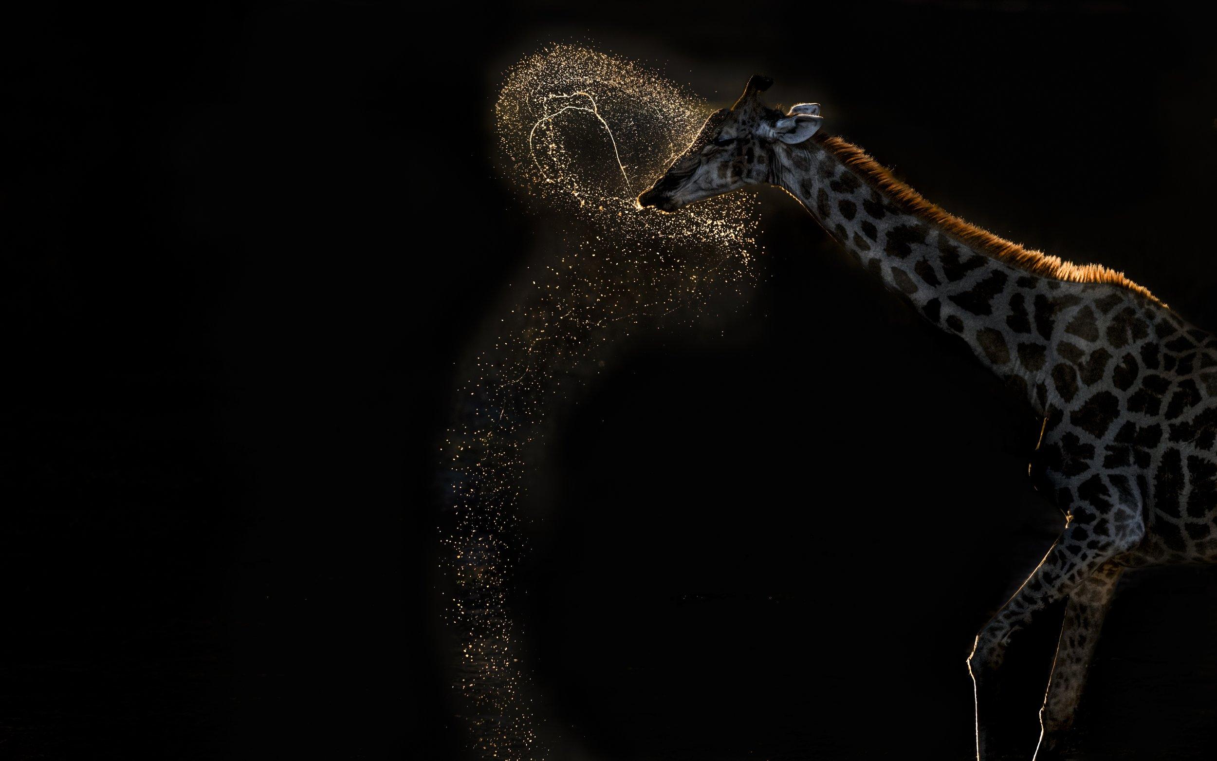 As the sun dipped low over the dry Makgadikgadi landscape in Botswana, a lone giraffe stepped to the water’s edge. Towering and graceful, it bent its long legs, lowering its neck for a drink. Then came a moment of magic. Having taken its fill, the giraffe lifted its head - and with a gentle swish, expelled a stream of water in an arc that shimmered in the golden light.