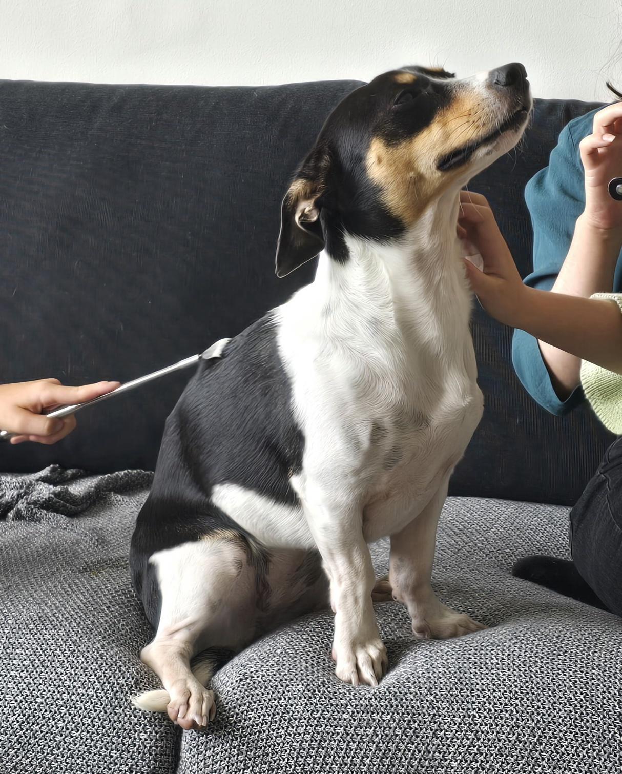 Dog being pet from two sides enjoying life.