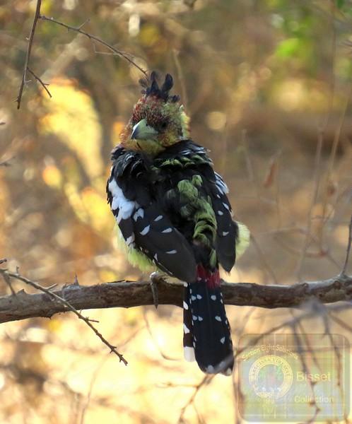 Crested Barbets roost in holes in trees. They are very vocal, the call being a trill that can continue for long periods. Crested Barbets are aggressive towards other birds in their territory and chase off both nest competitors such as other Barbets and other birds such as doves and thrushes