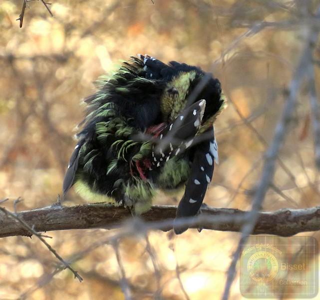 Crested Barbets roost in holes in trees. They are very vocal, the call being a trill that can continue for long periods. Crested Barbets are aggressive towards other birds in their territory and chase off both nest competitors such as other Barbets and other birds such as doves and thrushes