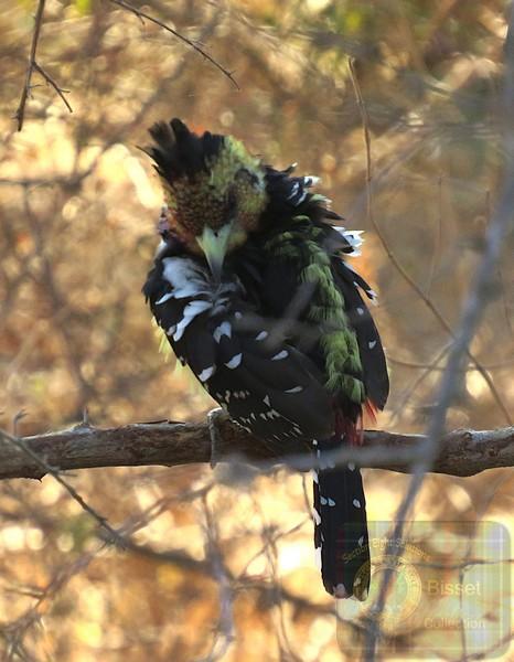 Crested Barbets roost in holes in trees. They are very vocal, the call being a trill that can continue for long periods. Crested Barbets are aggressive towards other birds in their territory and chase off both nest competitors such as other Barbets and other birds such as doves and thrushes