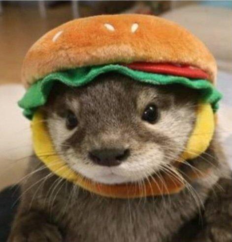 Steve the otter wears a plush hamburger hat in a whimsical indoor close-up.