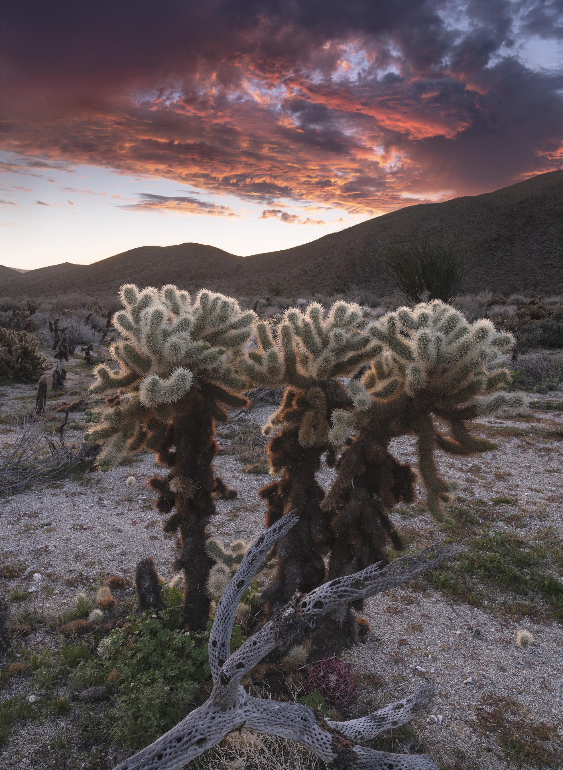 A color photograph of cholla cacti in Anza Borrego Desert State Park, California.  Colorful clouds light up overhead with sunrise.