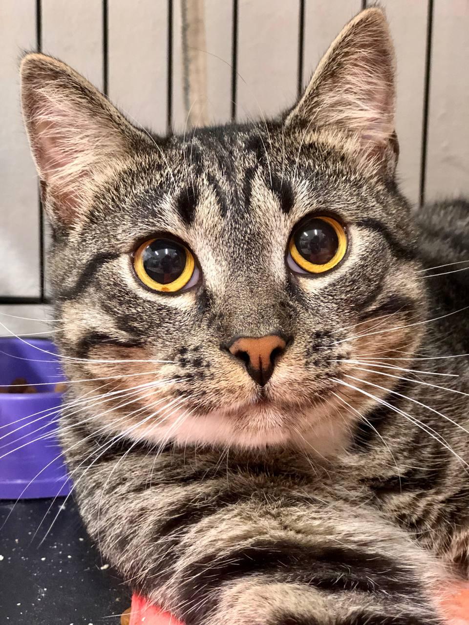 A close-up photograph of a domestic shorthair tabby cat looking directly into the camera lens.
