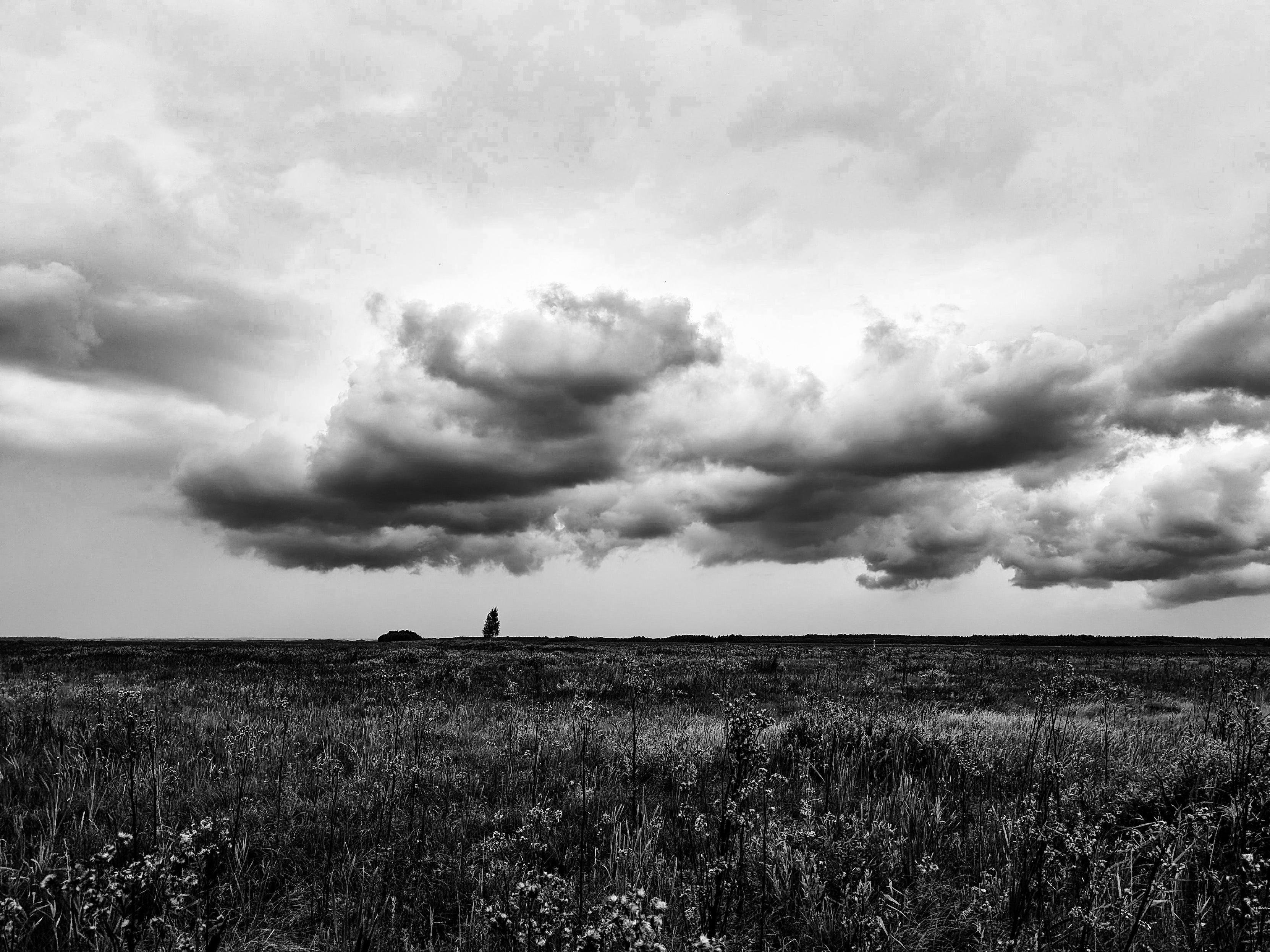 Black and white photo of a marshy meadow with tall grasses, a single tree on the flat horizon, and a large, dramatic storm cloud filling the sky.