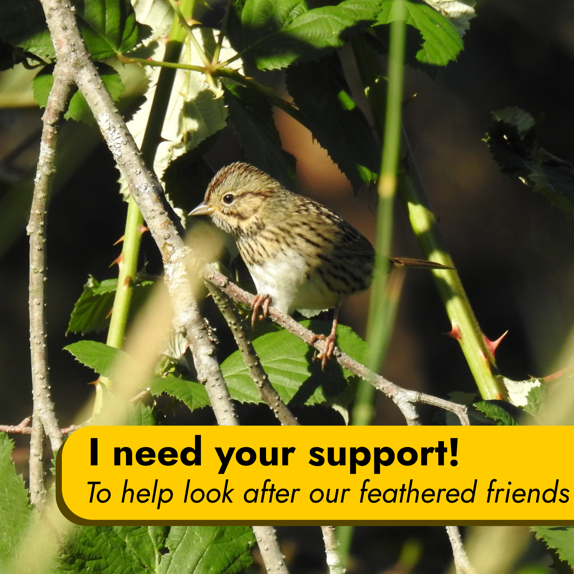 A photo of a Lincoln's sparrow, a small brown songbird with a pale grey head striped with brown, and brown spotty-stripes along its collar and wings. Overlaid is a text box that reads "I need your support! To help look after our feathered friends."