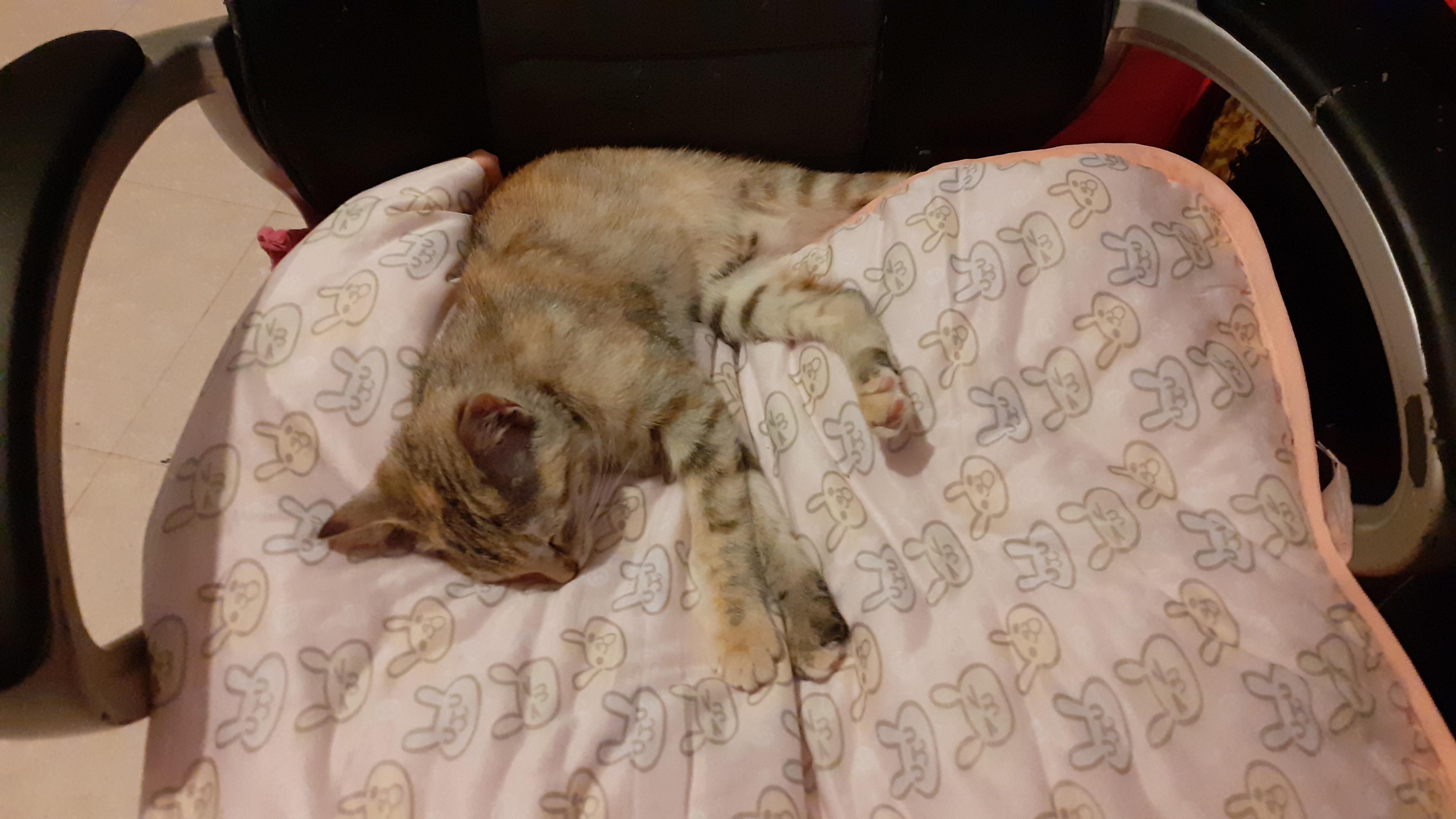 A photo of TipToe deeply asleep on her pink cooling blanket (with bunnies !) placed on a gaming chair.