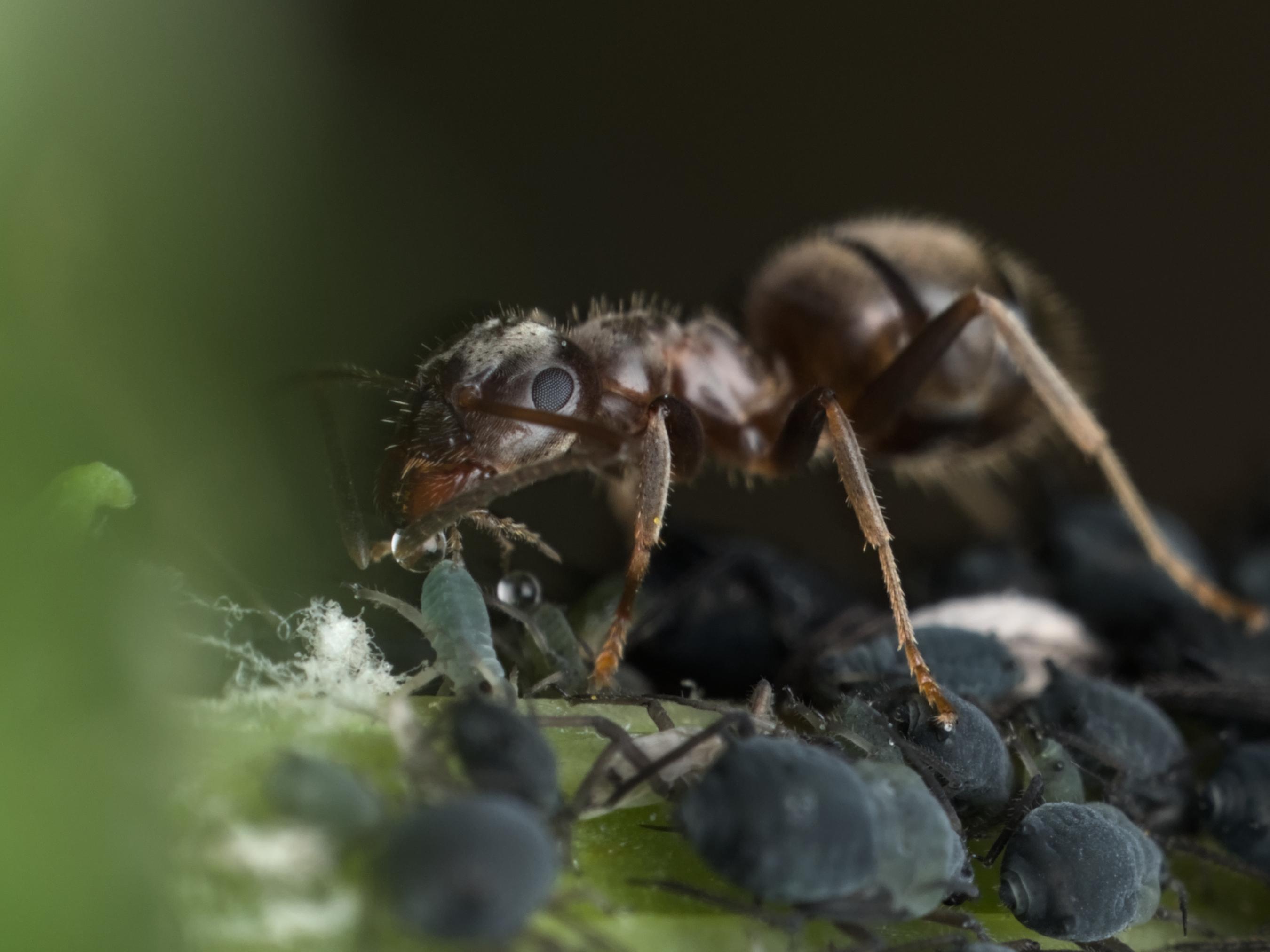 Macro photo of an ant drinking tiny water droplets coming from an aphid bum.
