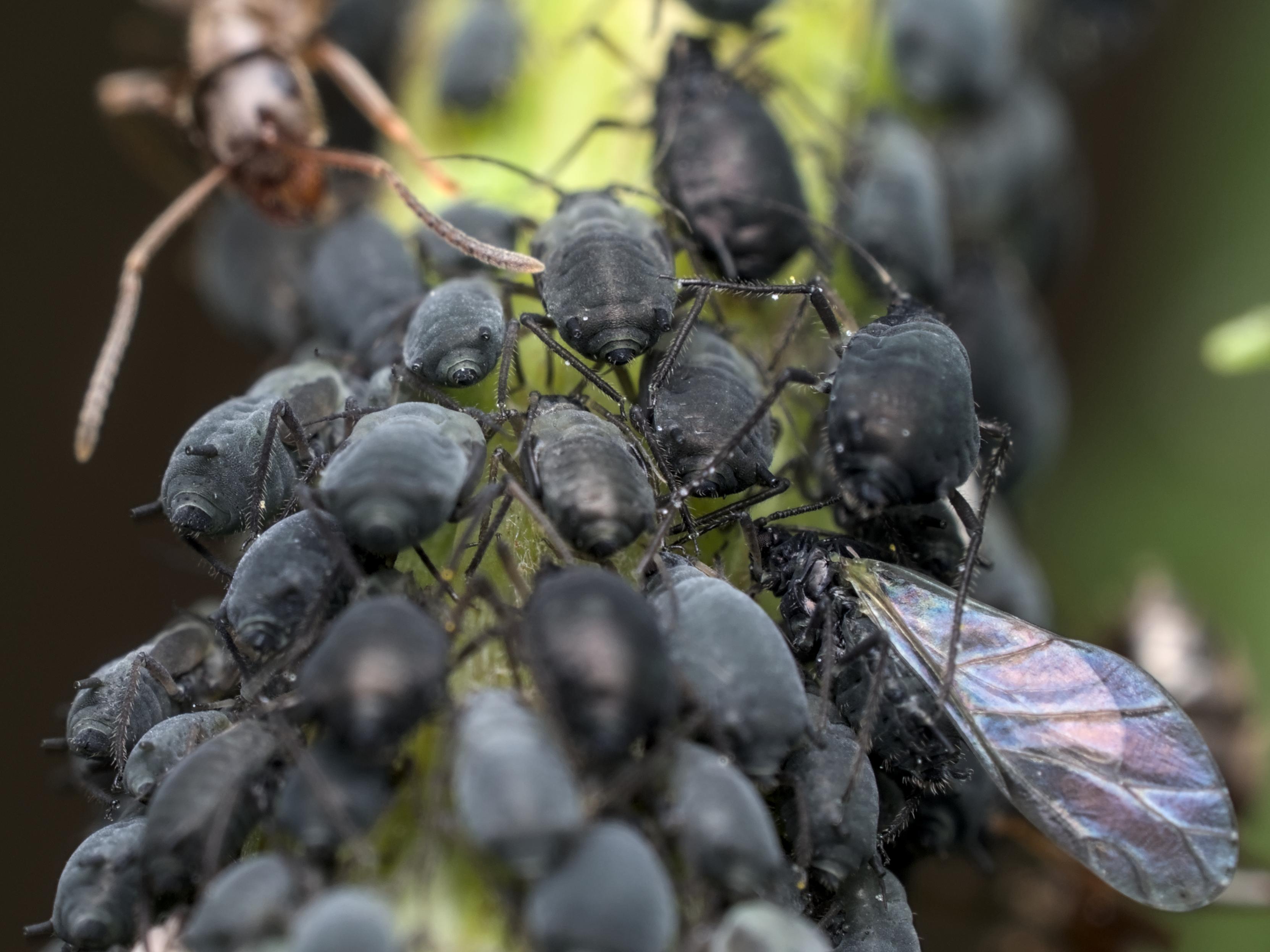 Macro photo of an ant, aphids and a fly(?) sharing a twig.