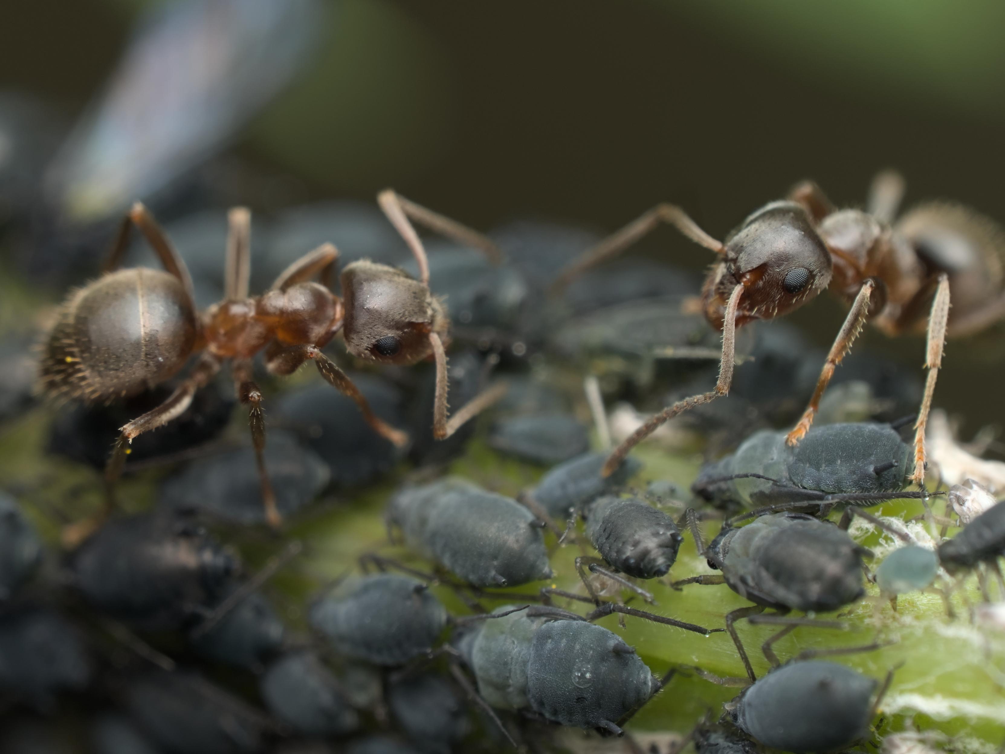 Macro photo of two ants facing each other while standing on top of a bunch of aphids.