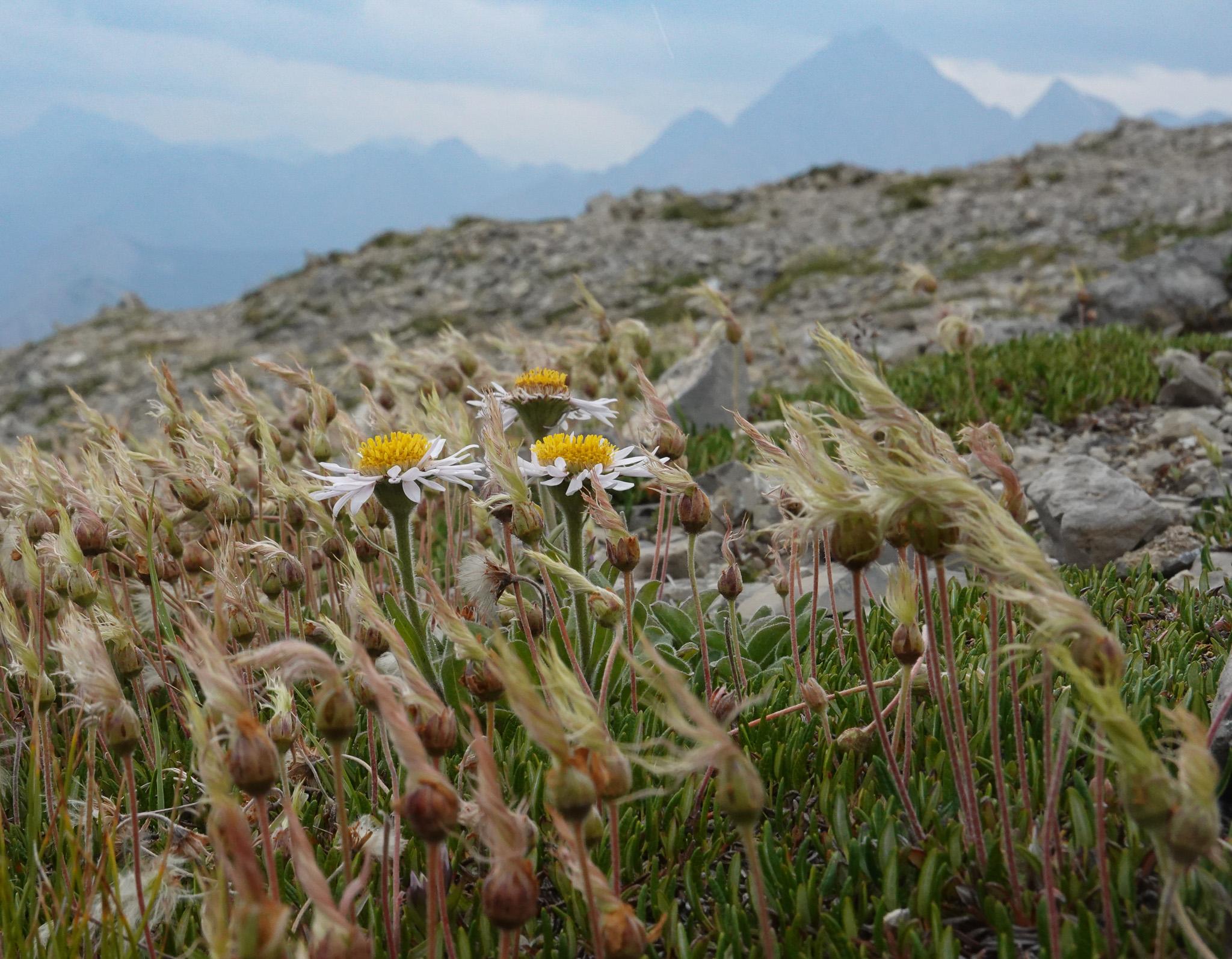 a few white petaled, low-growing flowers emerge from within a patch of wildflower seed heads which appear silky and twisted . In the distance are tall, jagged, rocky mountains