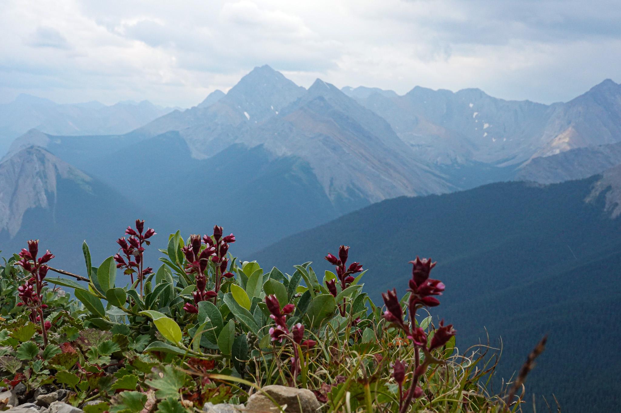 Small shrub with red flowers grows on the edge of a mountain ledge, before a distant view of tall, jagged, rocky mountains shrouded in smoke