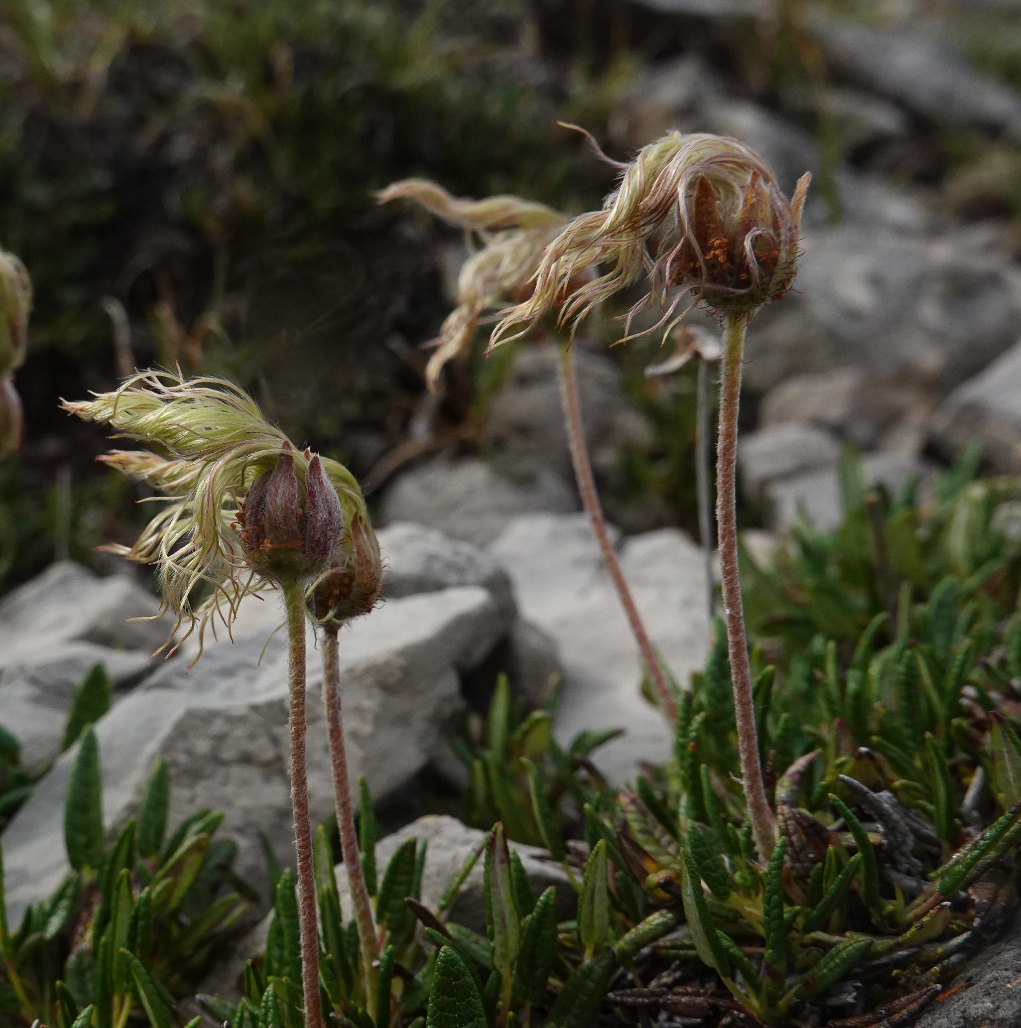 close up of wildflower seed heads which are mad up of long, twisted, silky strands glistening in the sun
