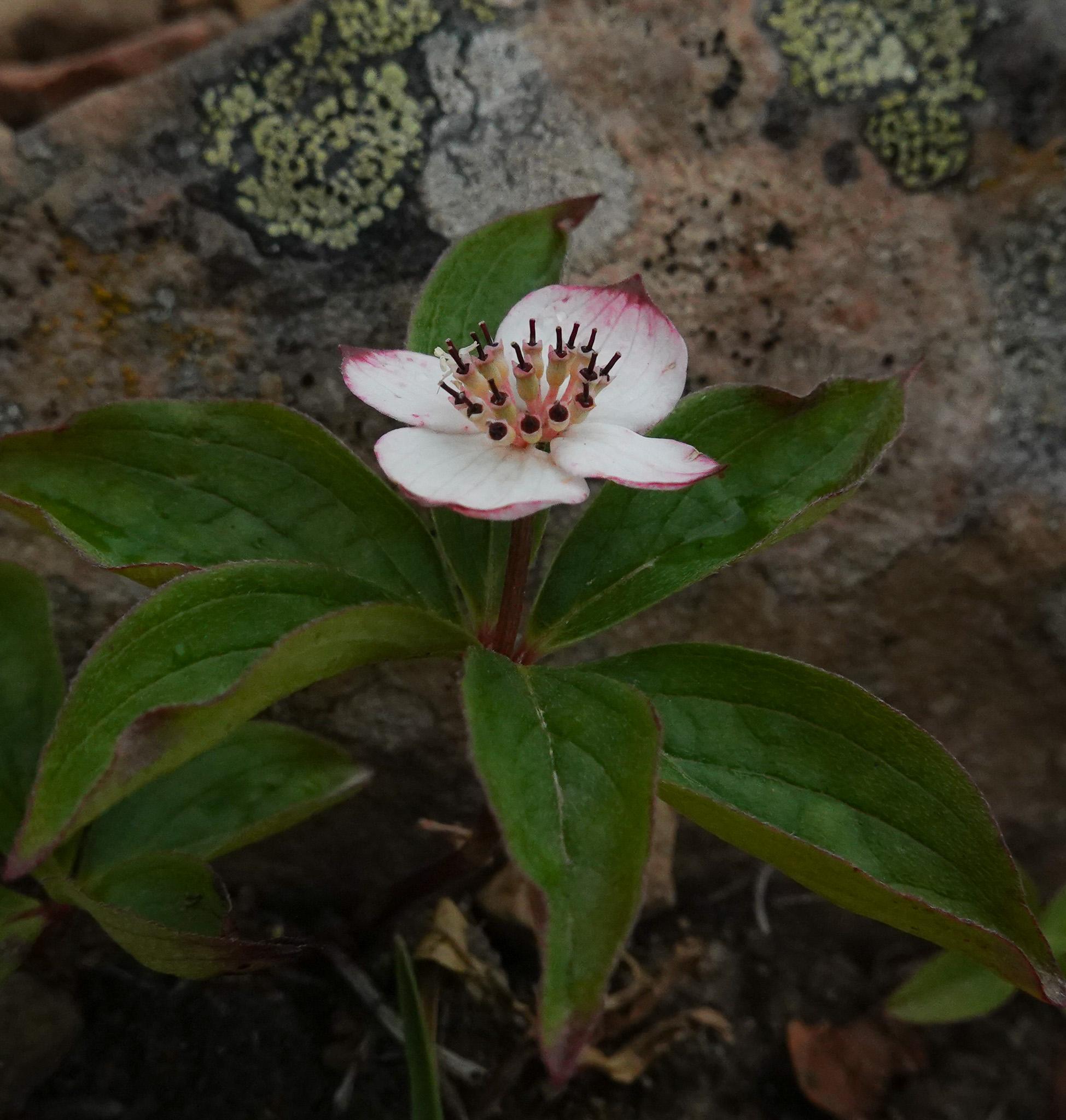 close up of a white dogwood flower, with its petals tinged pink at the edges.