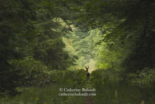 Large tall trees and bushes creating a green tunnel around a narrow path in the middle of which a black-tailed deer buck stands, its back turned to the photographer.