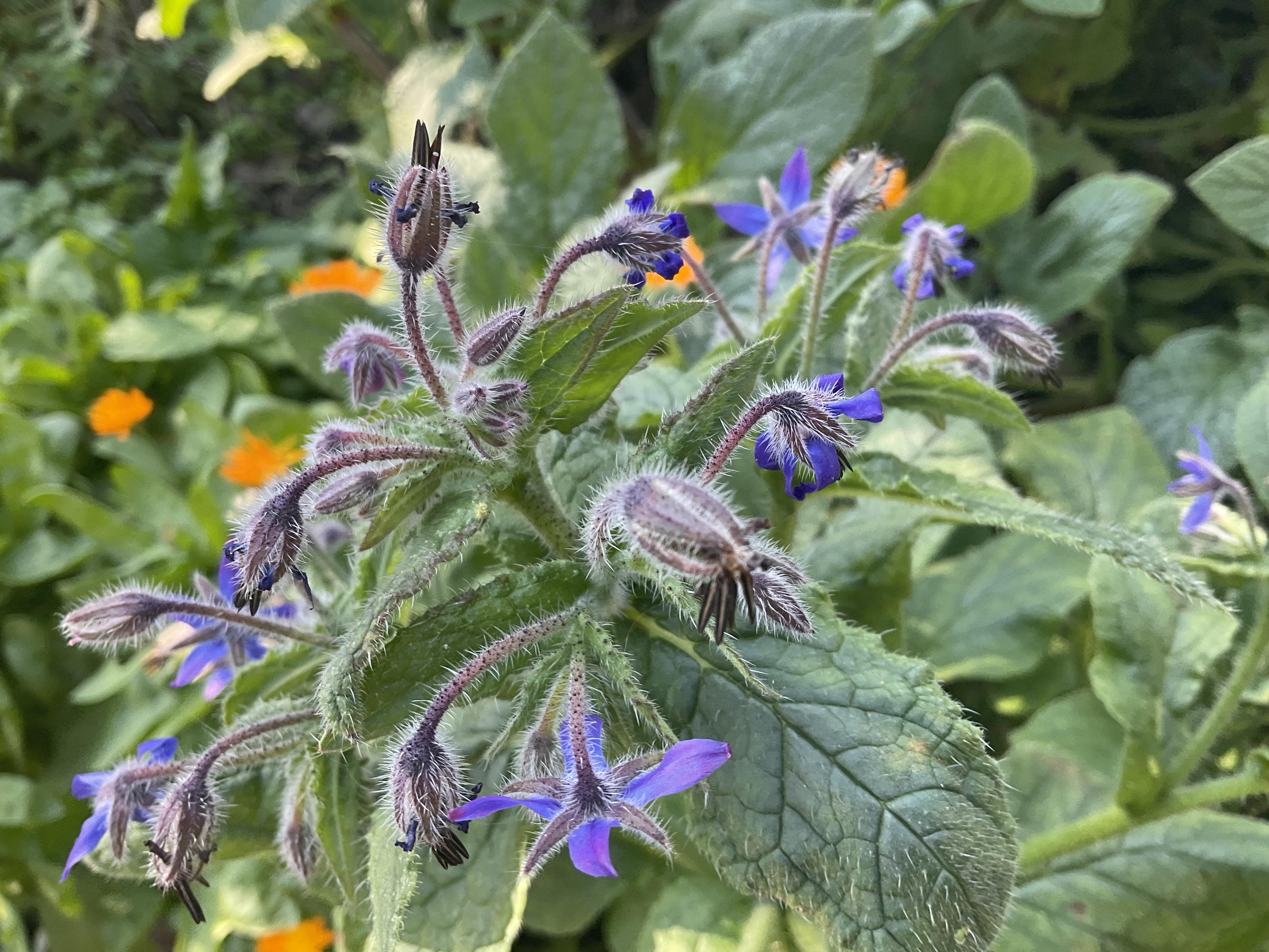 Fine “star shaped” purple flower petals with “Furry” stems and leaves 🍃 on borage plant 🌱