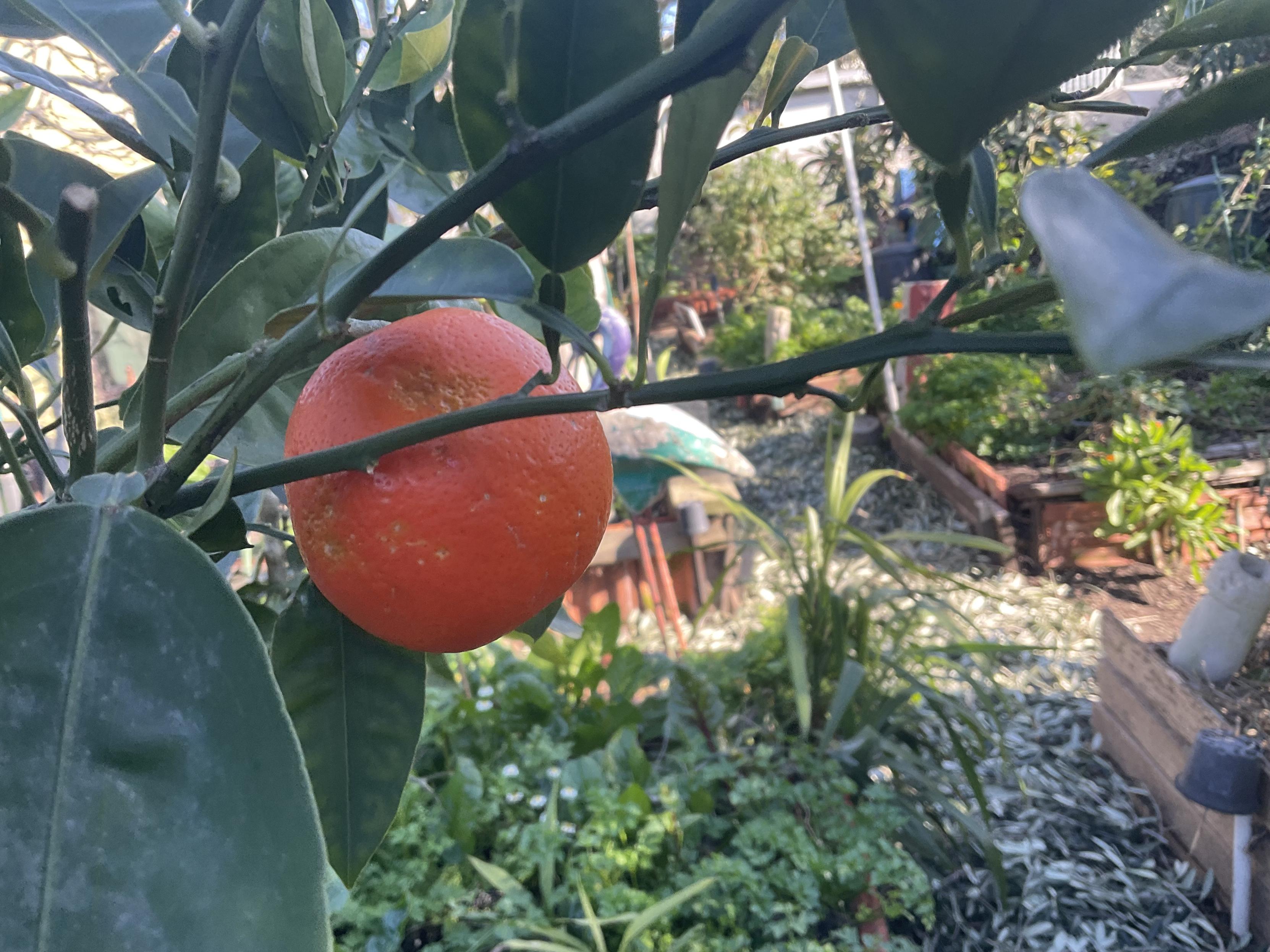 Orange coloured round citrus fruit 🍈 on Tangelo tree 
surrounded by dark green leaves and branch - stems