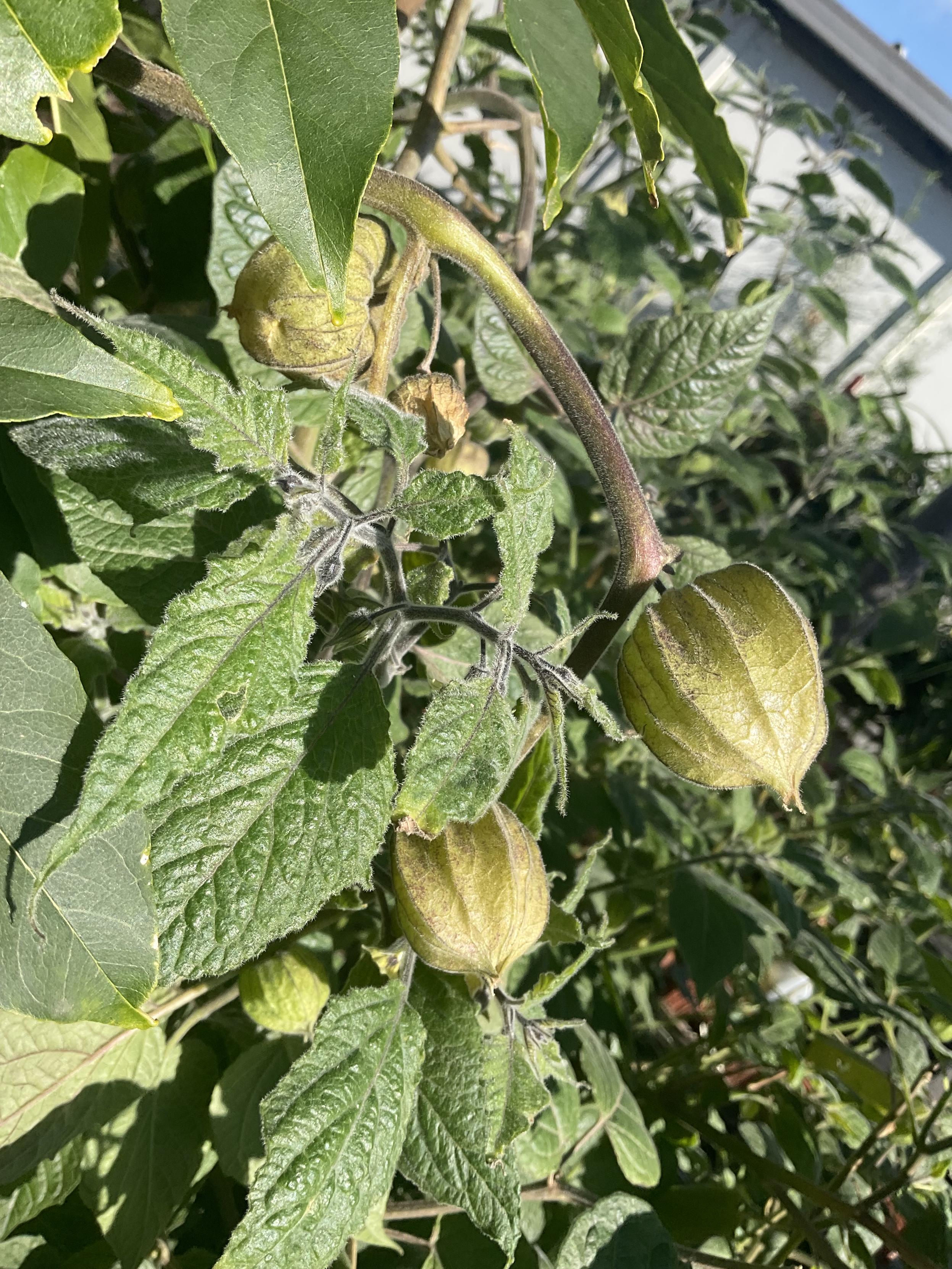 Furry green leaves and stems with “encased” fruits of gooseberry plant. 🌱