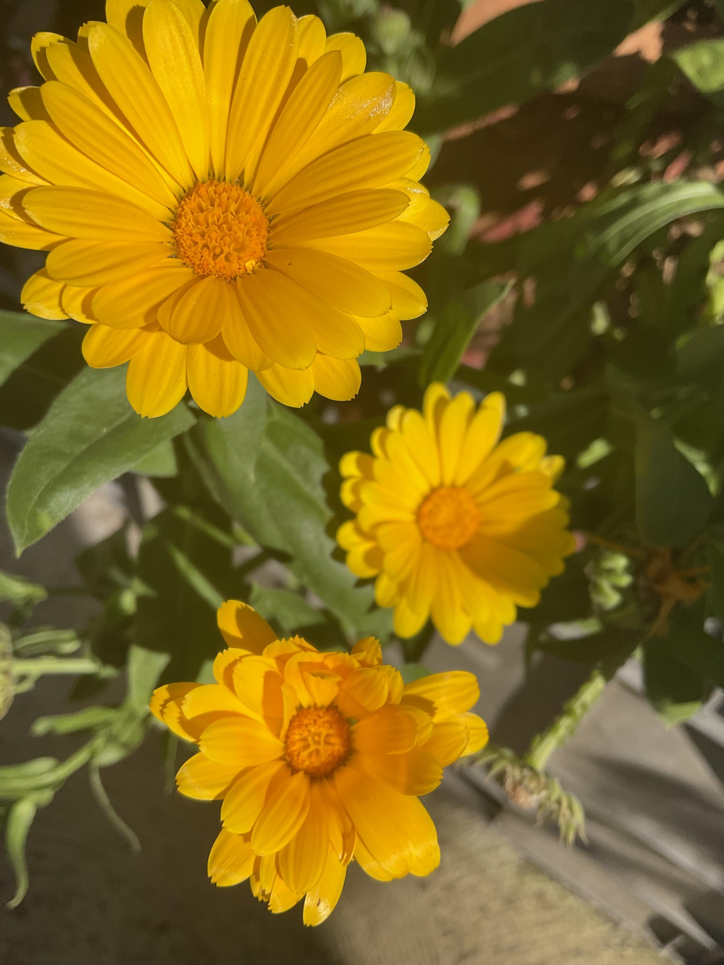 Three yellow petalled flowers 💐 with orange centres on Calendula plant that has green leaves 🍃