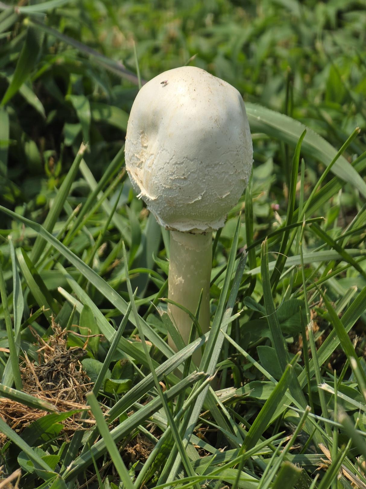 A white mushroom  that looks like a golf ball on an extra-wide tee.