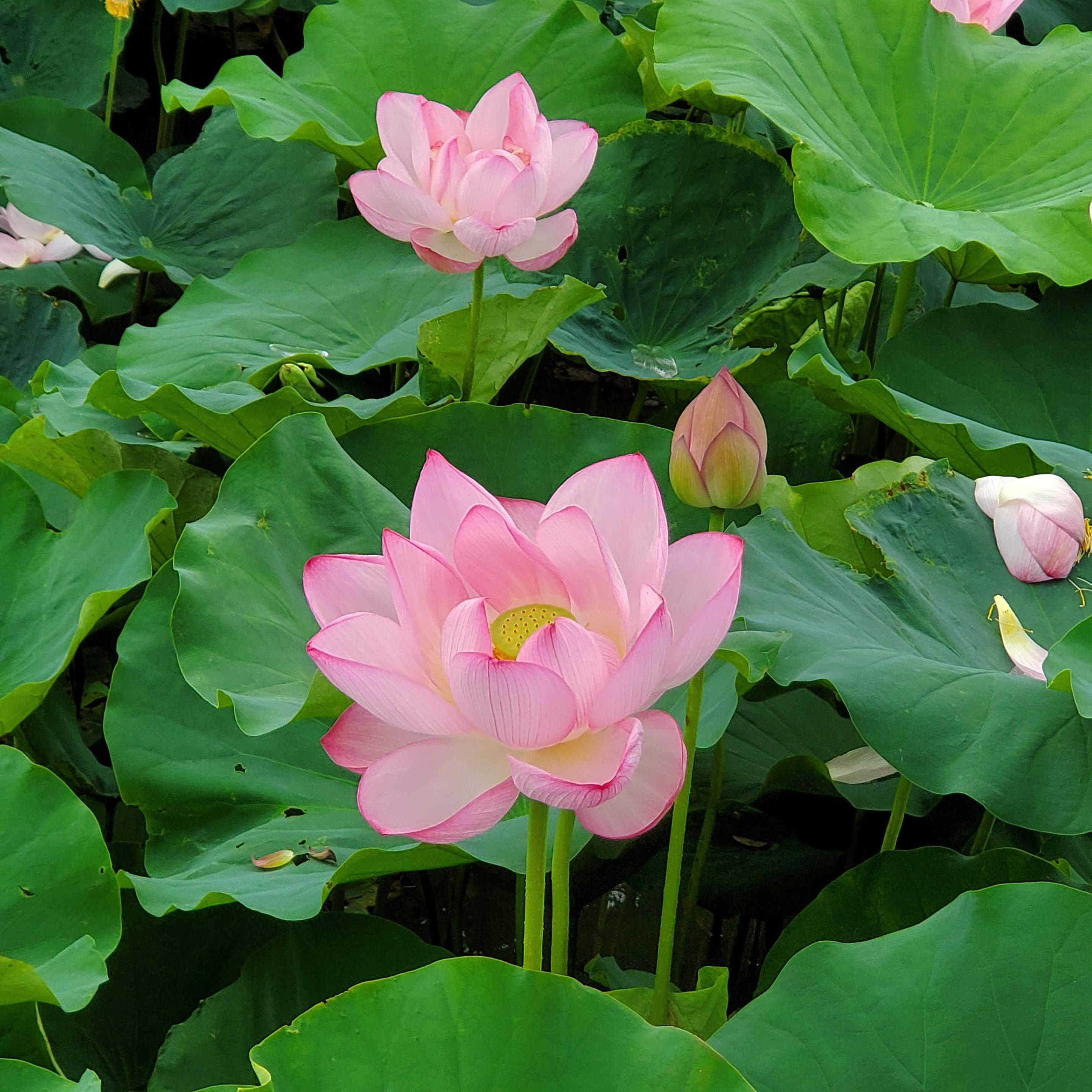 Lotus flowers bloom in the moat the surrounds To-ji's treasure house (the oldest structure in the temple complex).