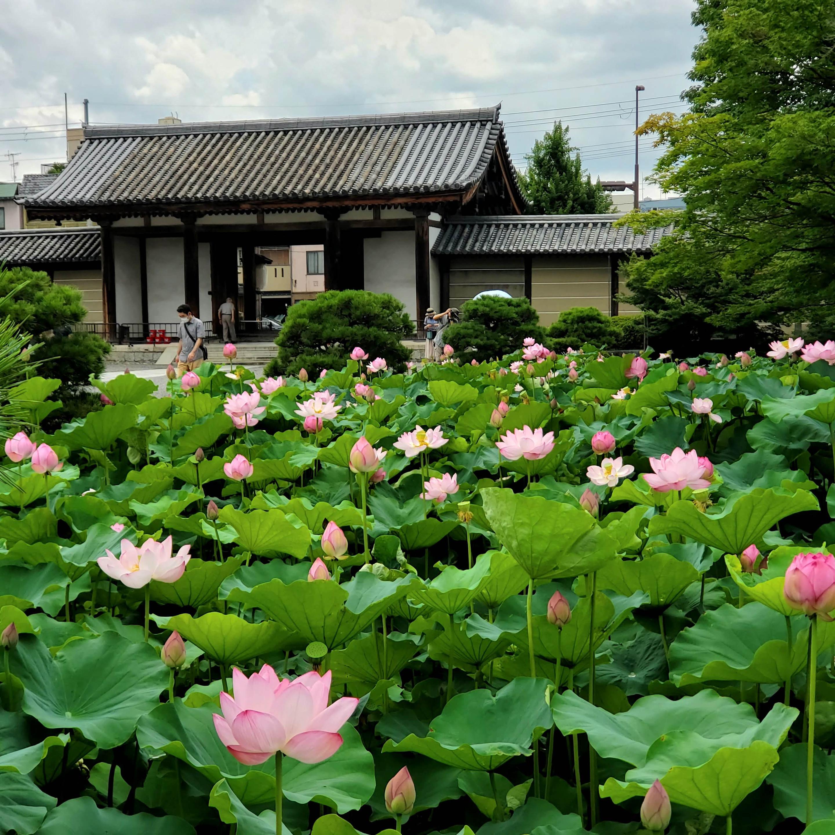 Lotus flowers bloom in the moat the surrounds To-ji's treasure house (the oldest structure in the temple complex).