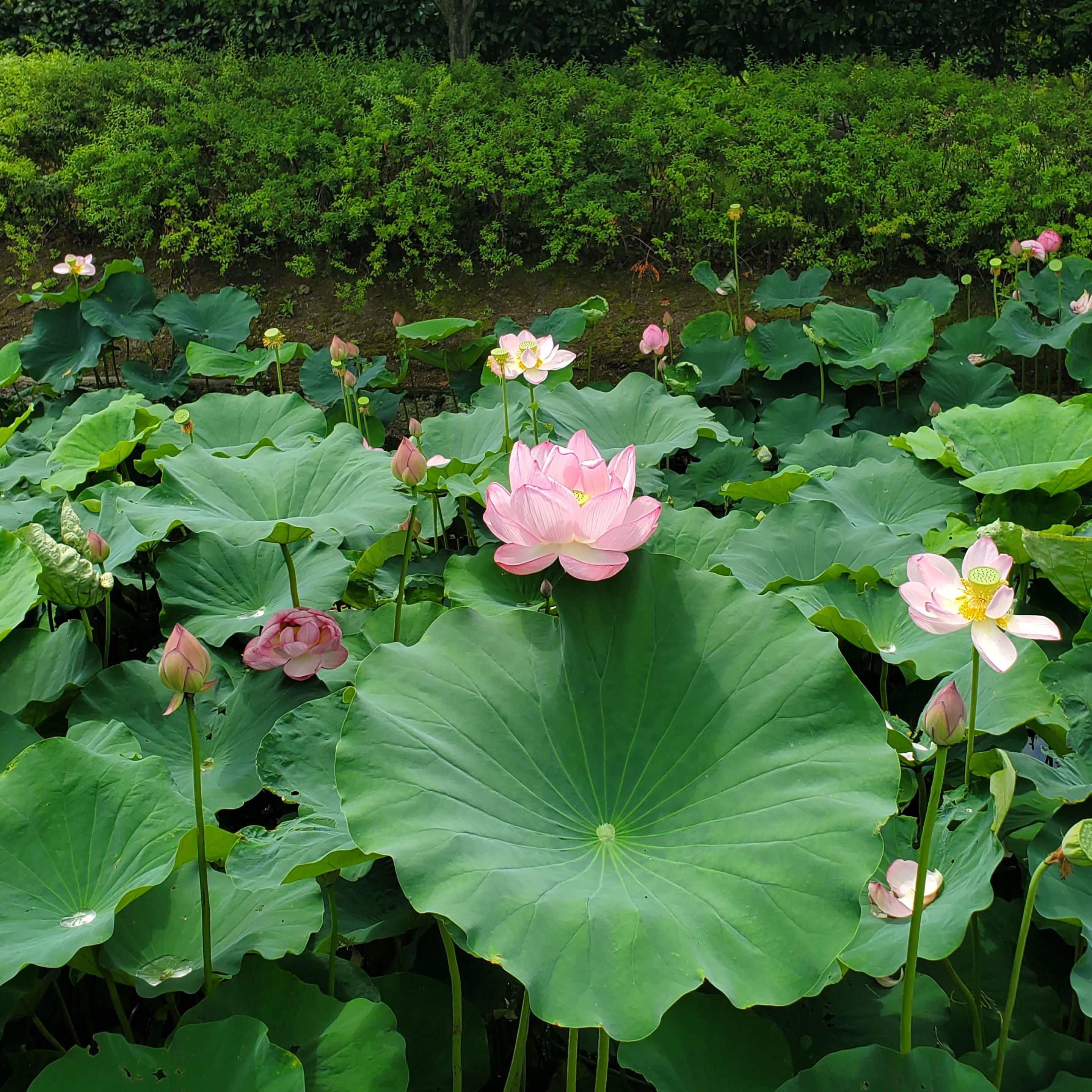 Lotus flowers bloom in the moat the surrounds To-ji's treasure house (the oldest structure in the temple complex).