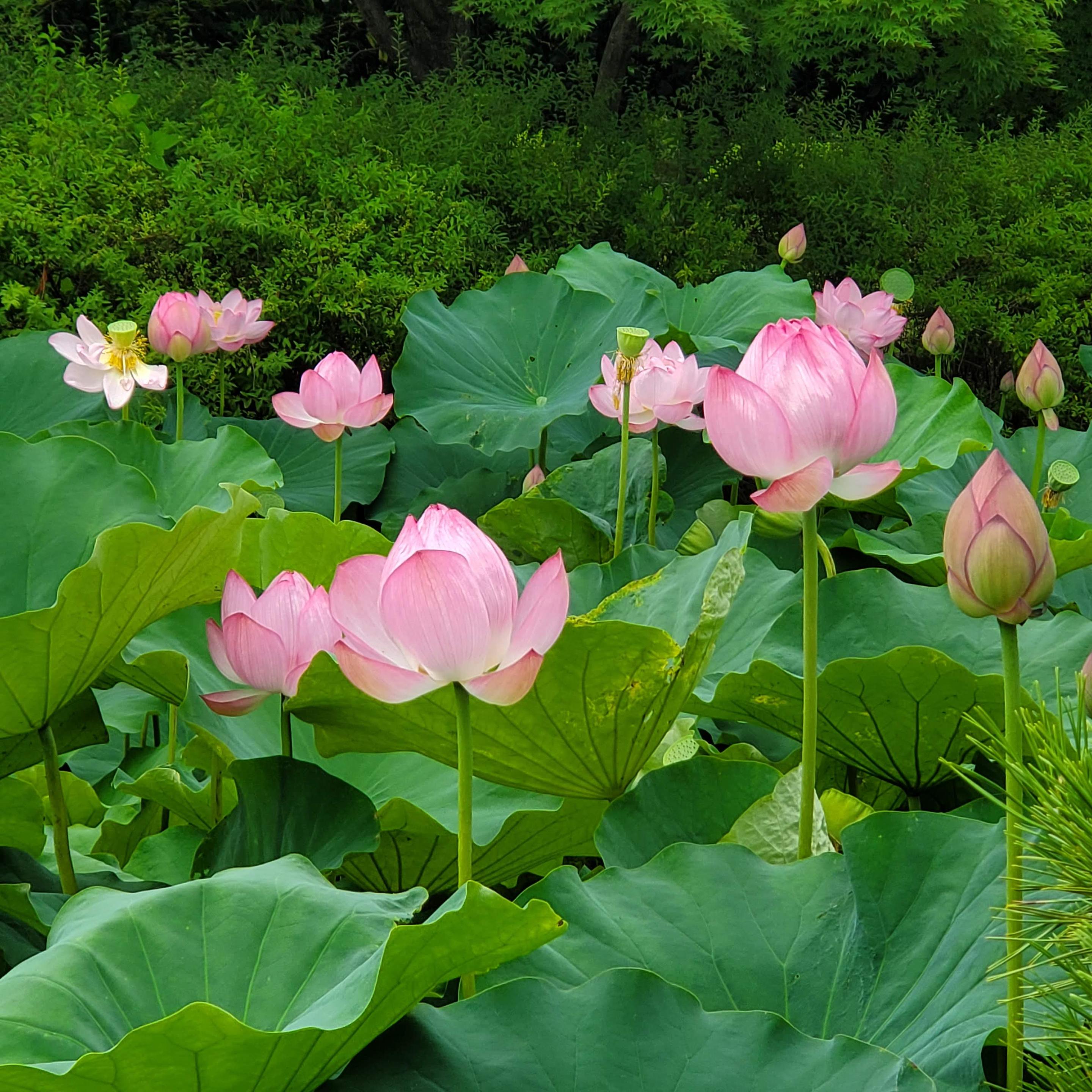Lotus flowers bloom in the moat the surrounds To-ji's treasure house (the oldest structure in the temple complex).