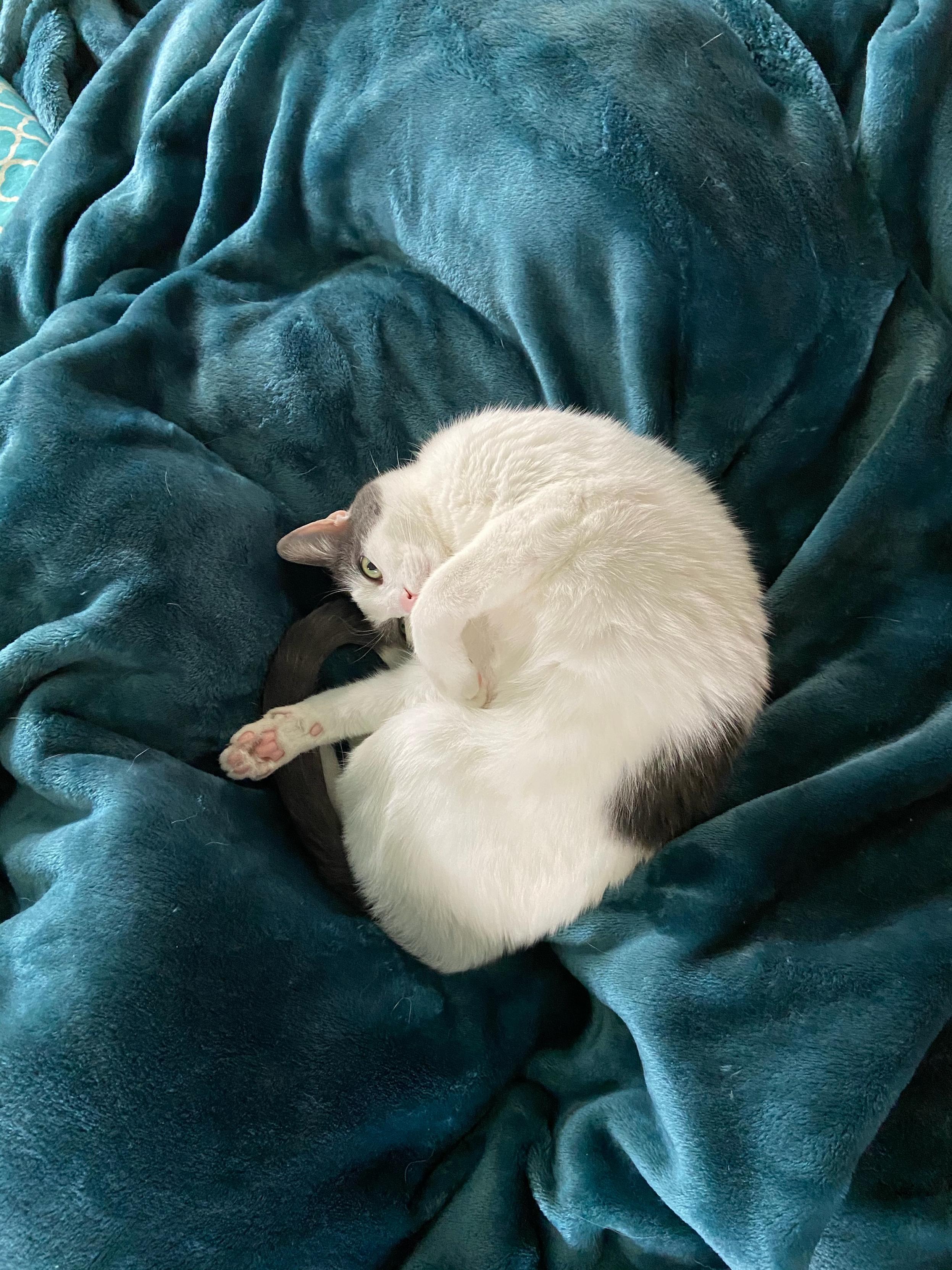 Kitty nestled on a green blanket, one bright eye staring up at the camera.
