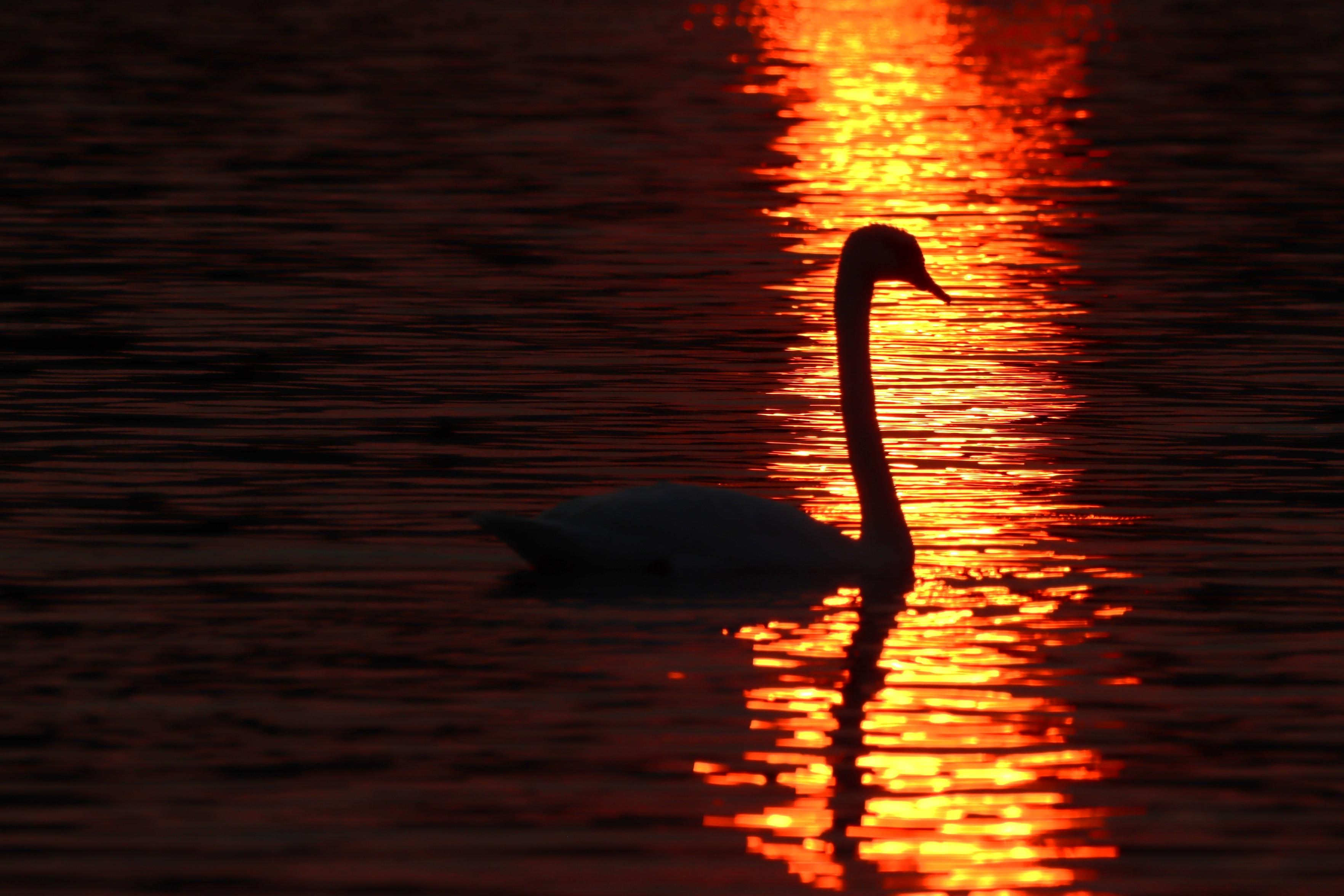 Photograph of a swan in silhouette, swimming into a bright orange vertical streak of sunlight reflecting off a lake.