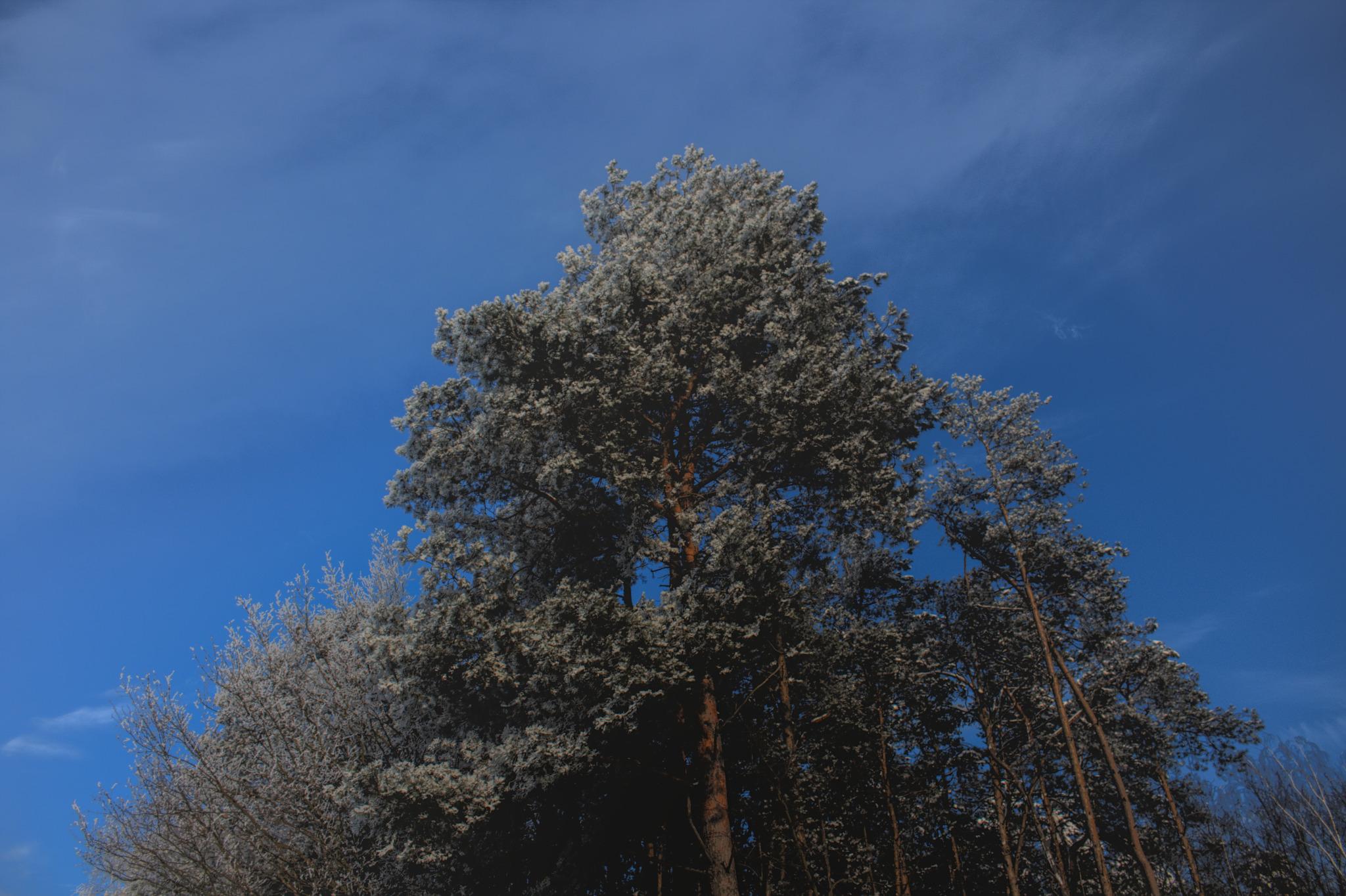 The photo of a forest contrasting with the blue sky in winter.