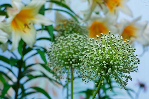 A rather soft composition with two allium globes closew by and mostly in focus and further away large lillies that aren't