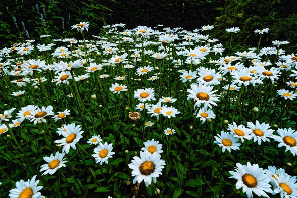 A huge number of daisies with yellow discs and white ray flowers
