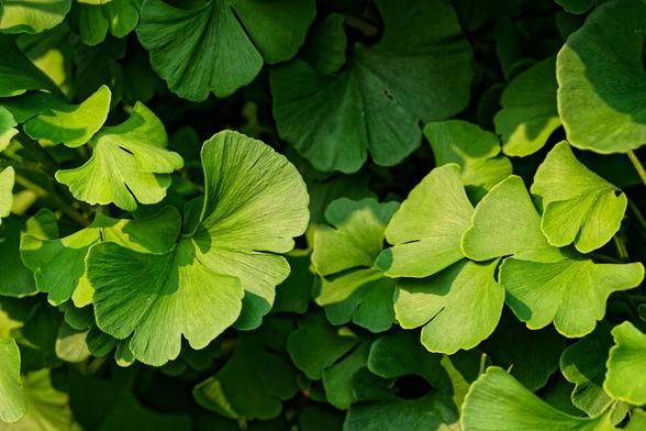 Lucious green leaves distinctly shaped like ginkgo