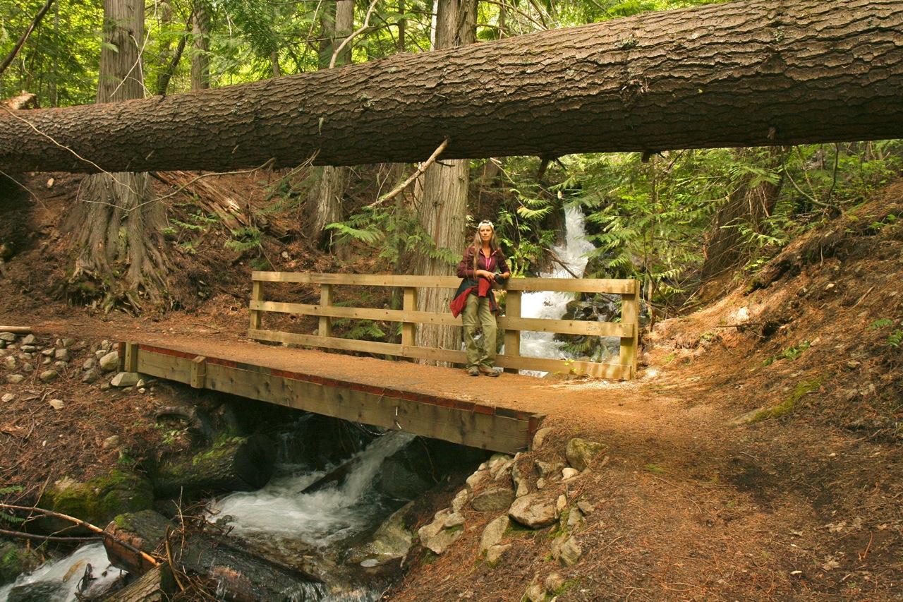 A giant fallen fir log lies horizontally above and parallel to a wooden footbridge along a forest trail. There is a female hiker pausing on the bridge and looking toward the camera, she is wearing a ball cap backwards. The log basically spans the sides of a  creek valley. The creek tumbles white below the bridge.