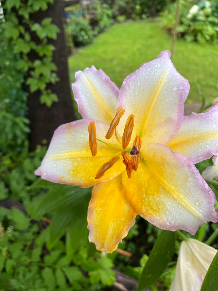 Closeup photo of a lily with a yellow centre, white middles of petals, and then pink edges, with a green scene behind it.