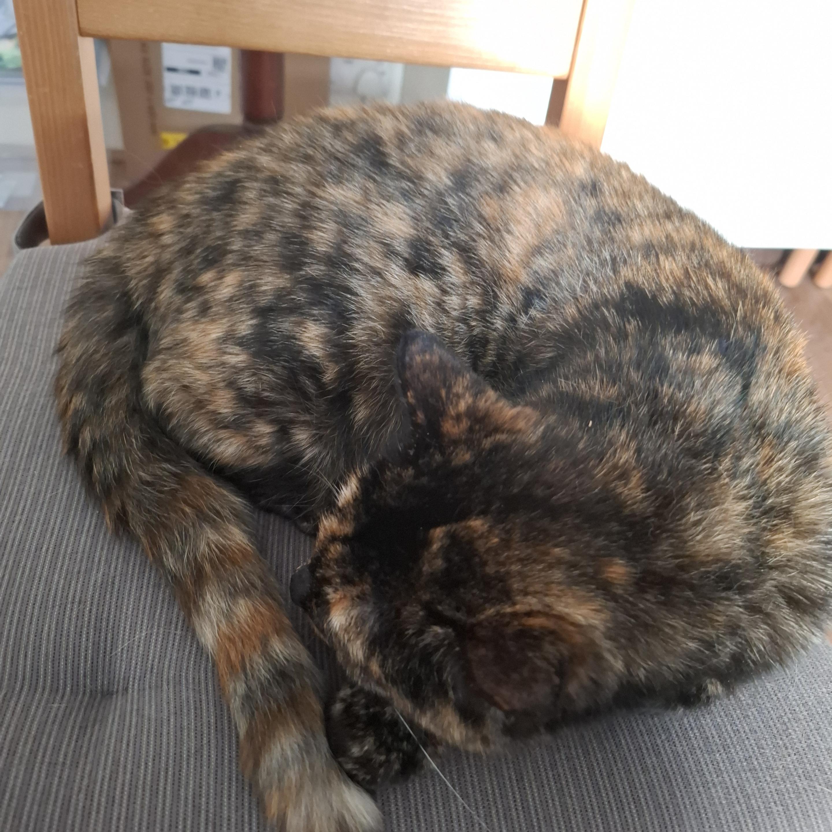 Kokiri, a tortoiseshell cat, curled up on a kitchen chair in my sewing room, looking like a very cosy bagel.