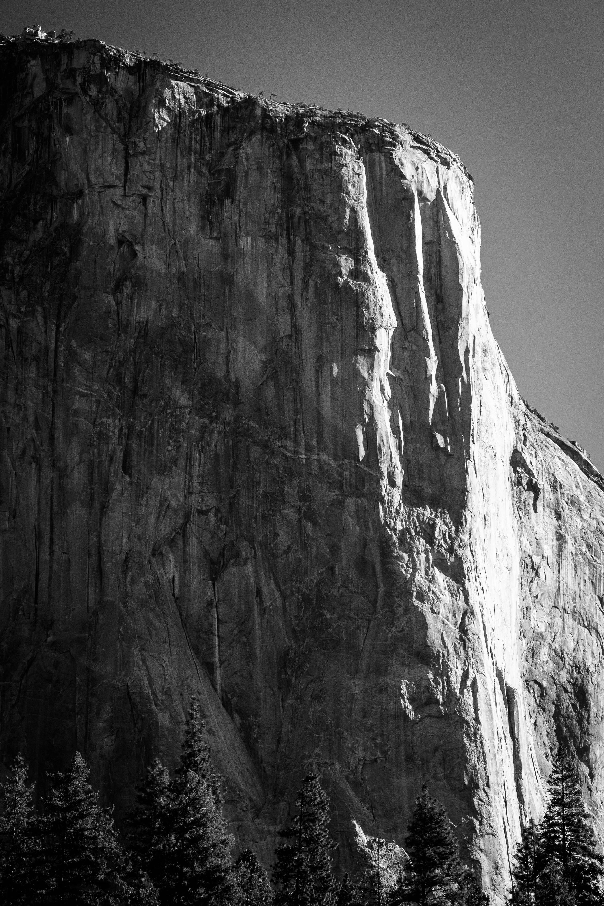 El Capitan, seen behind a line of pine trees under clear skies, sunlit from the side.