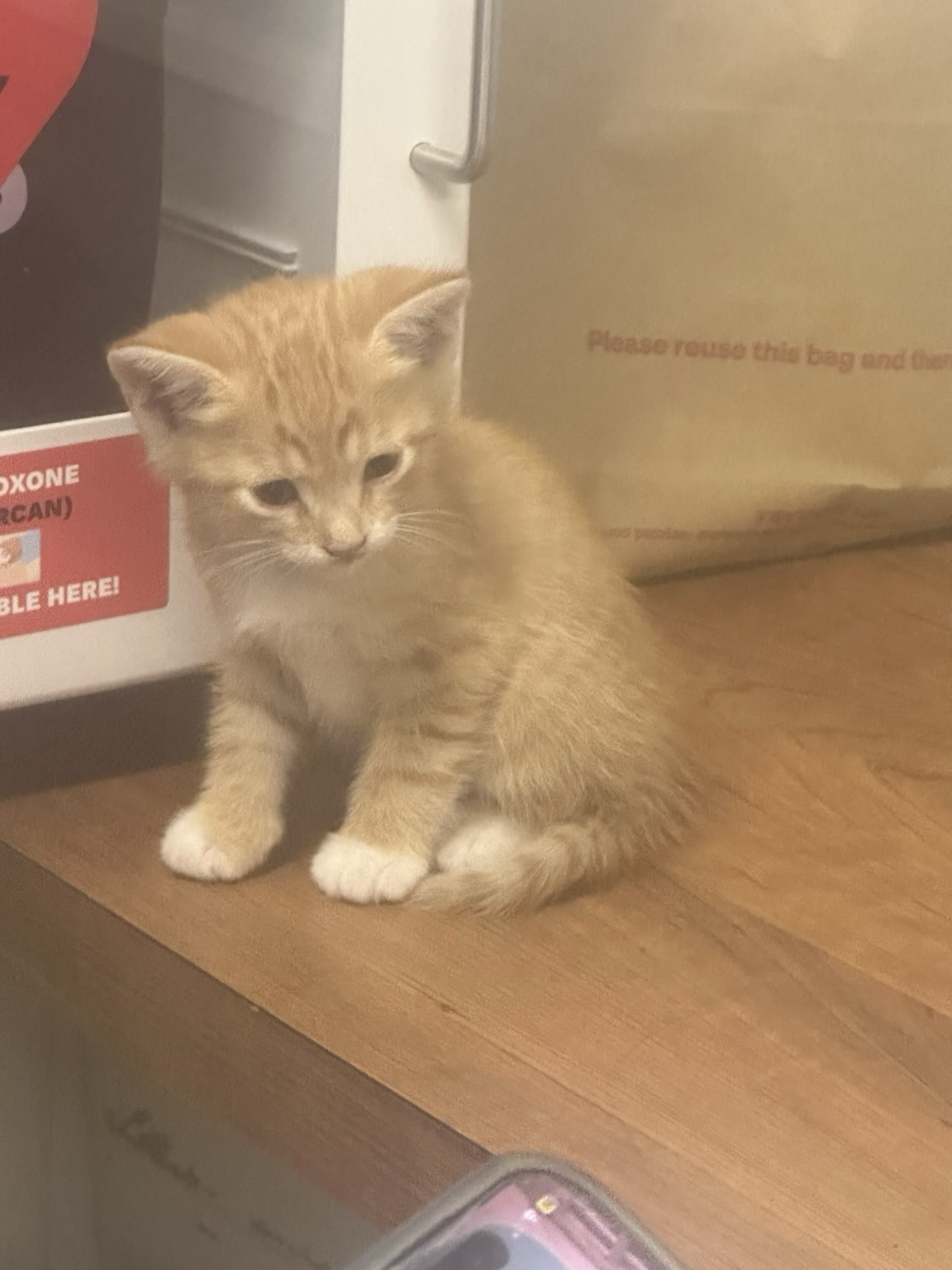 A very small orange kitten couches on a desk