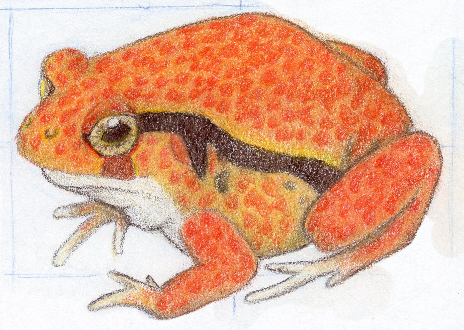 Finished illustration. She is orange, with red orange mottling, and a sable brown stripe down her side, with gold foil eyes.