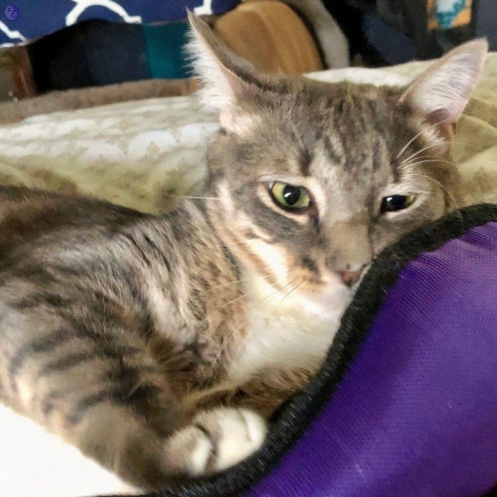 A gray tabby cat with a fluffy white shirtfront lies on a white covered bed. He has a white tipped paw on a purple stuffed toy, with big black seams. He seems to be smelling it with care and concentration.